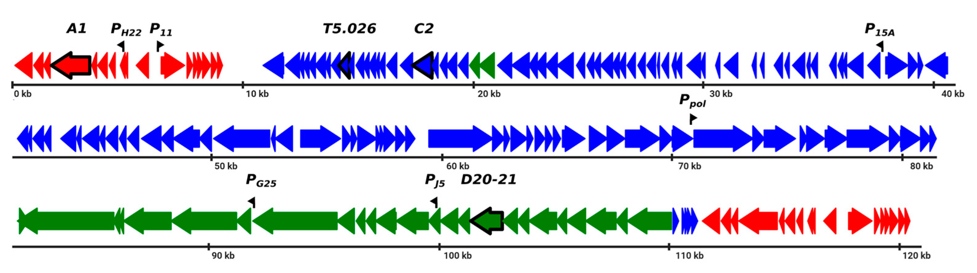 Viruses 12 00807 g001 Viruses 12 00807 g001