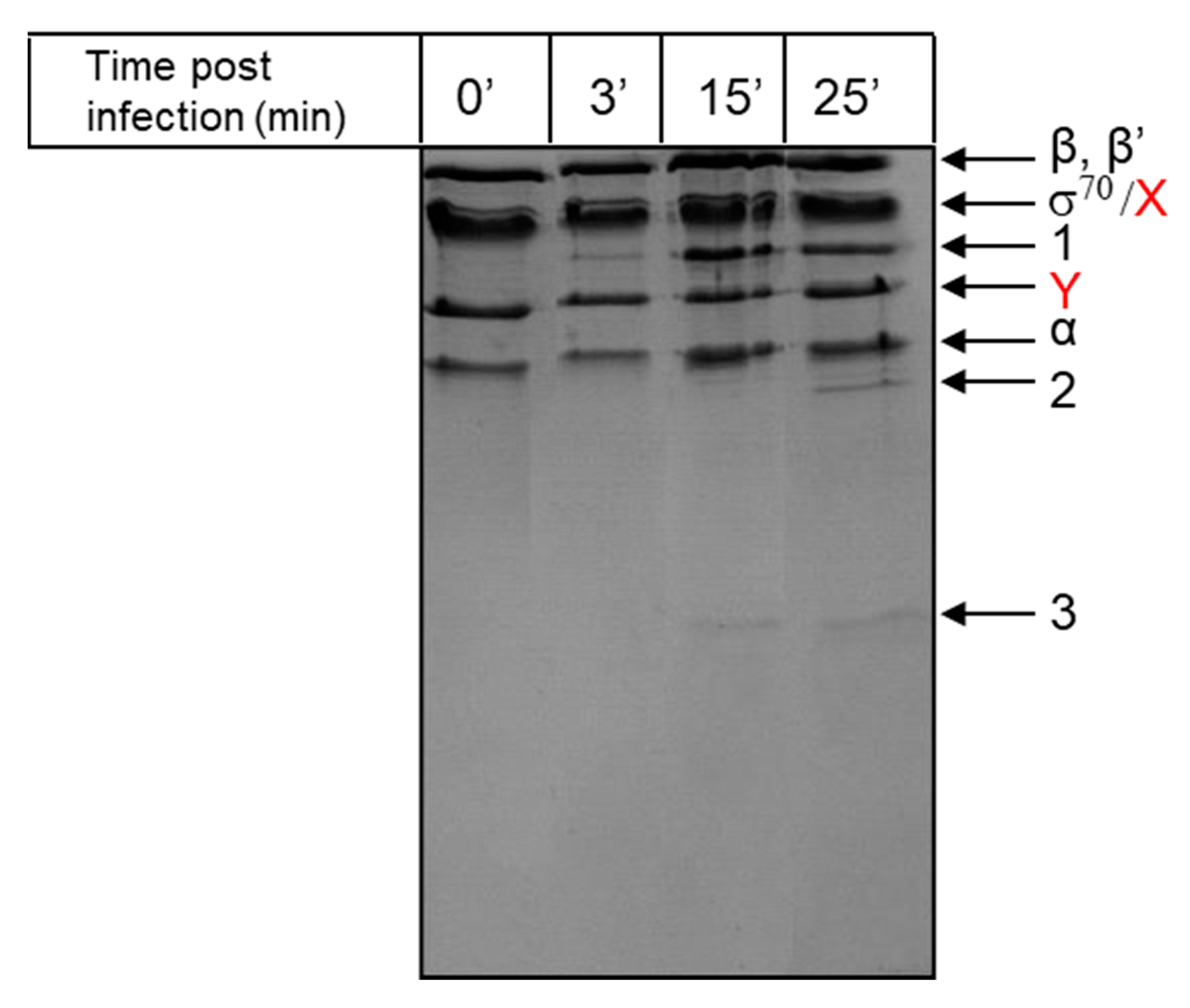 Viruses 12 00807 g002 Viruses 12 00807 g002
