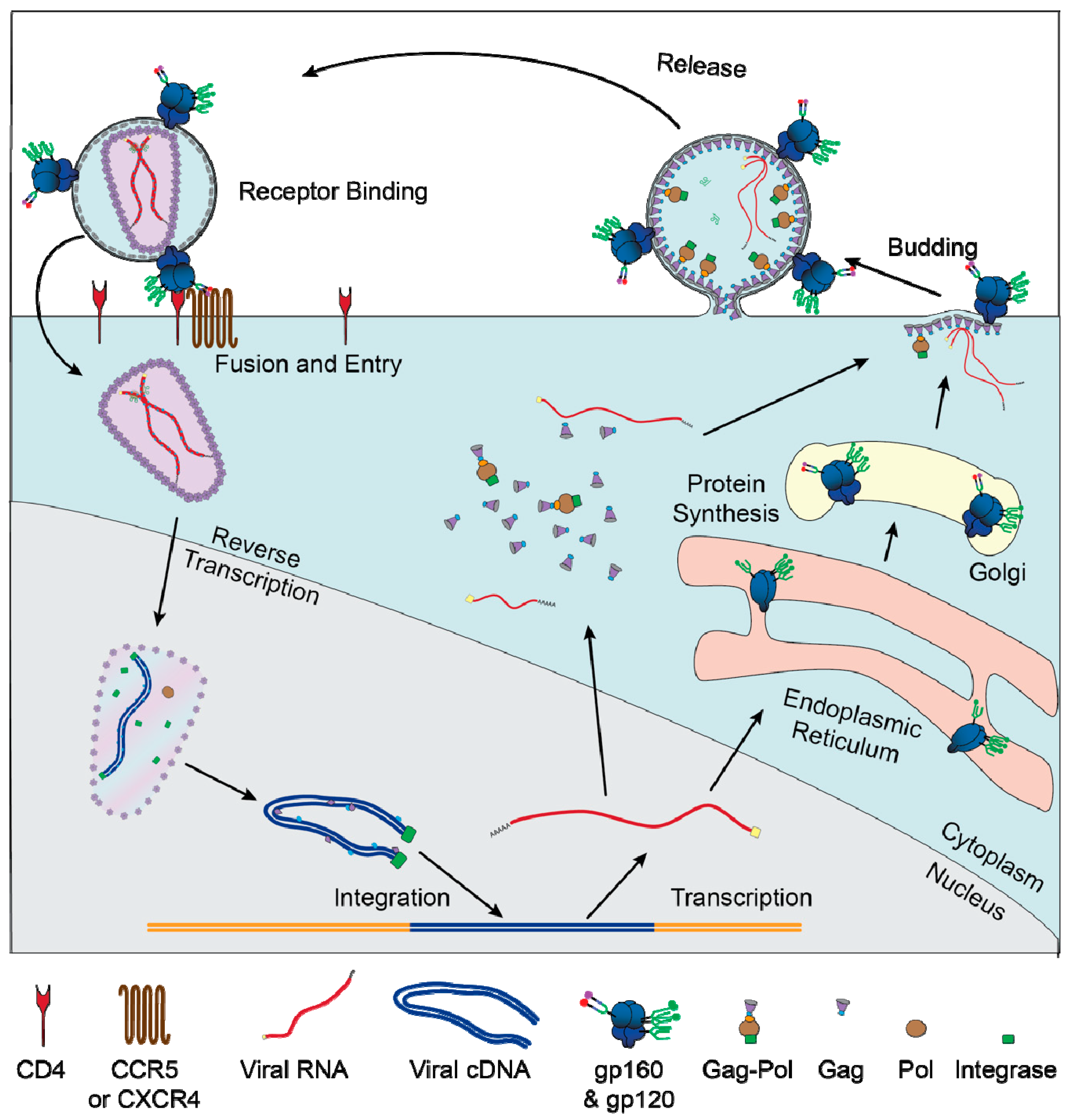 Viruses 12 00809 g001