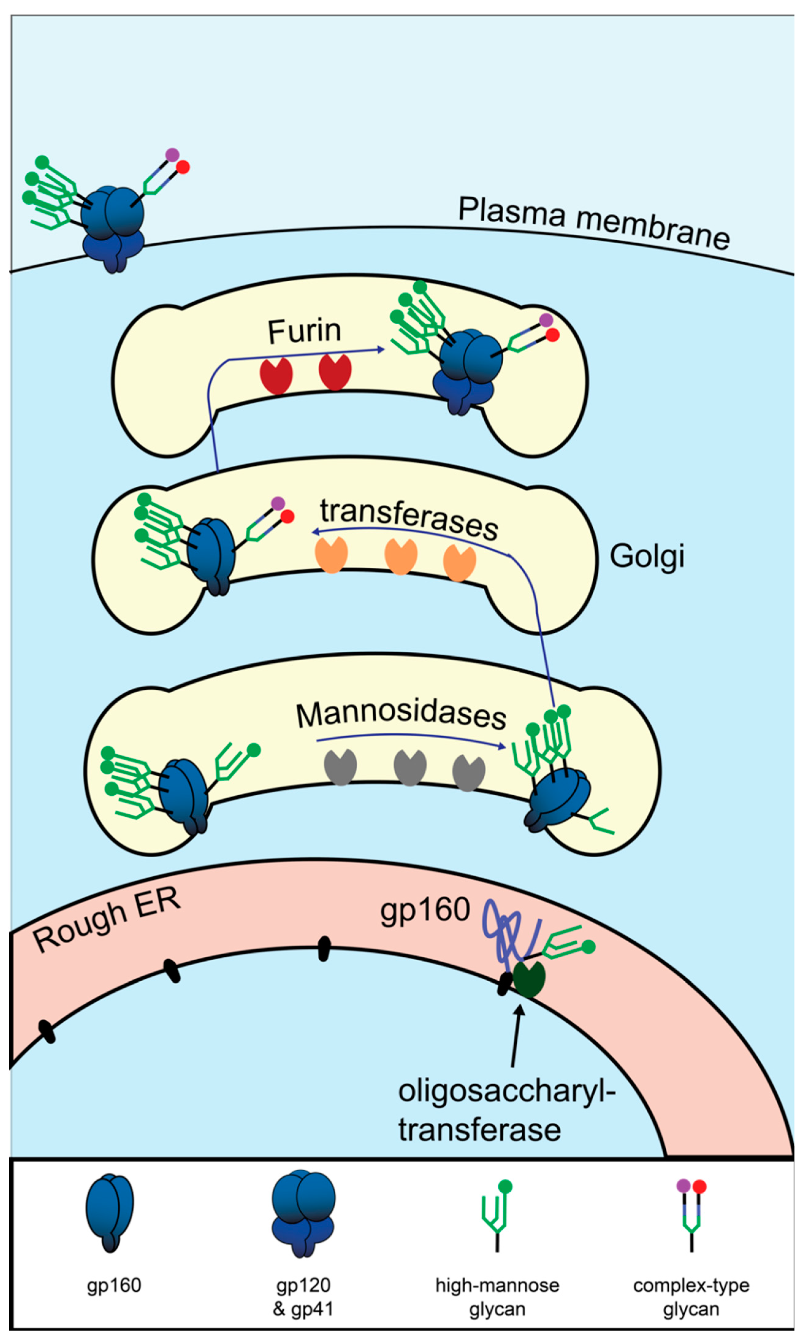Viruses 12 00809 g003