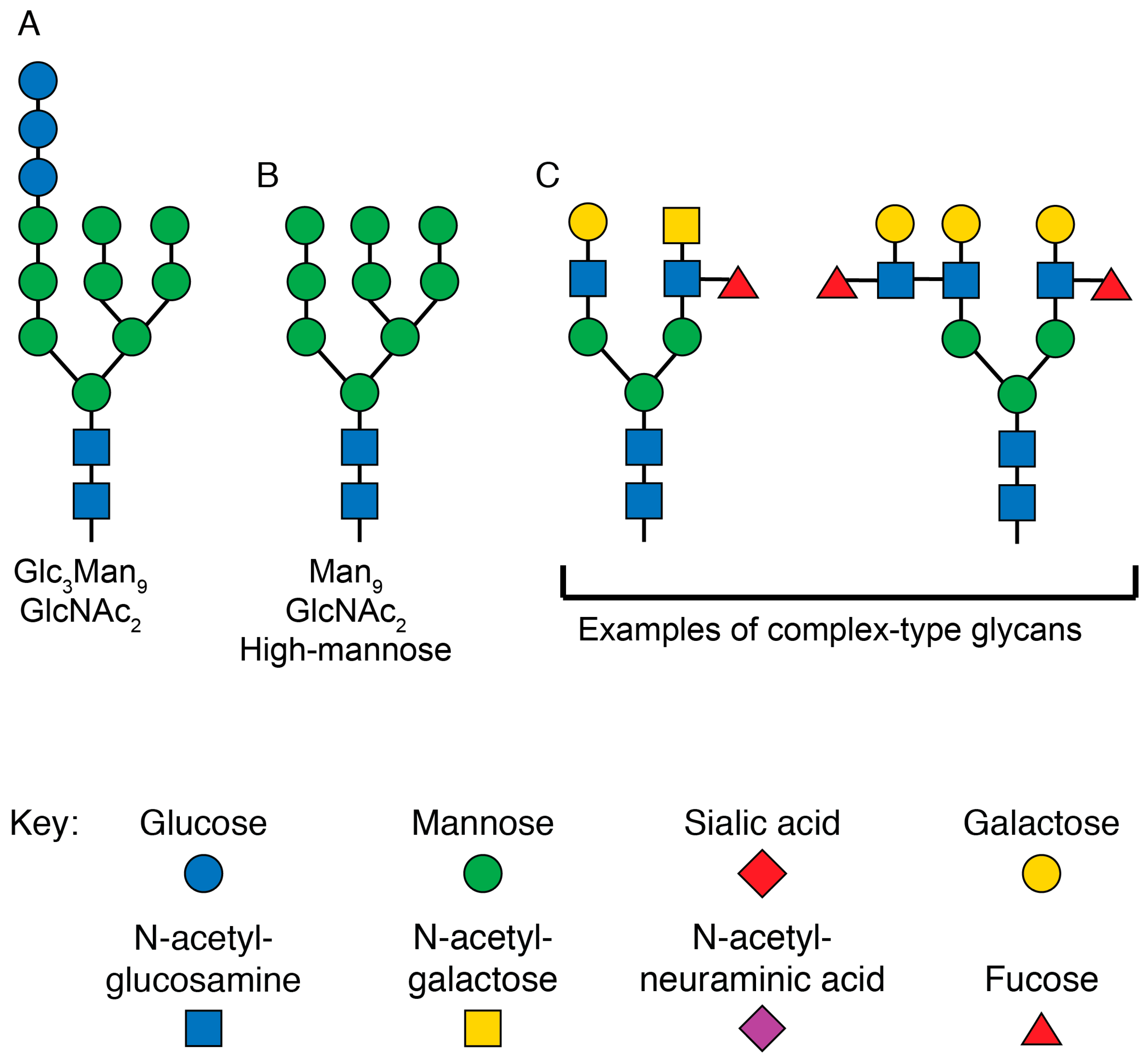 Viruses 12 00809 g004