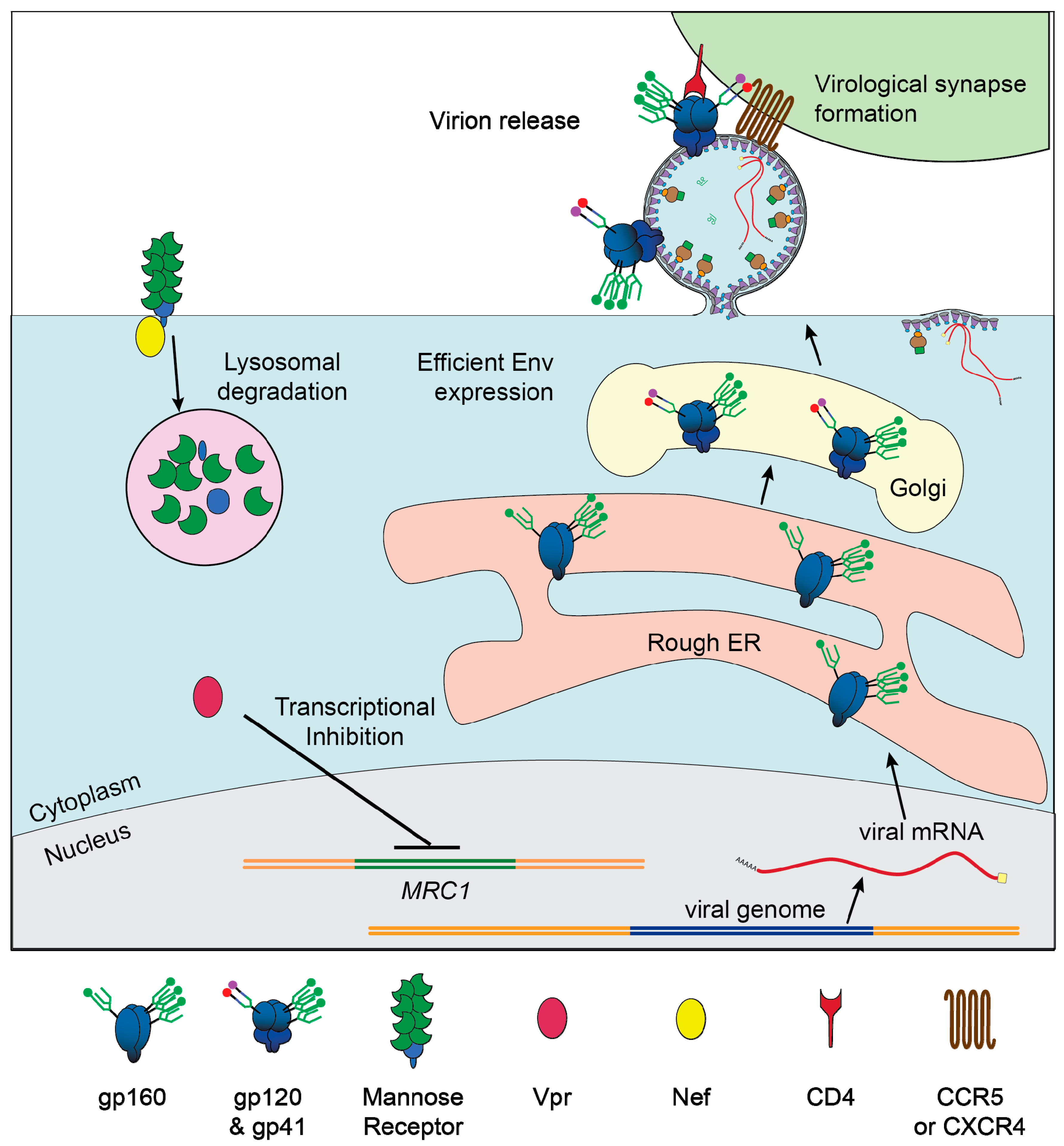 Viruses 12 00809 g006