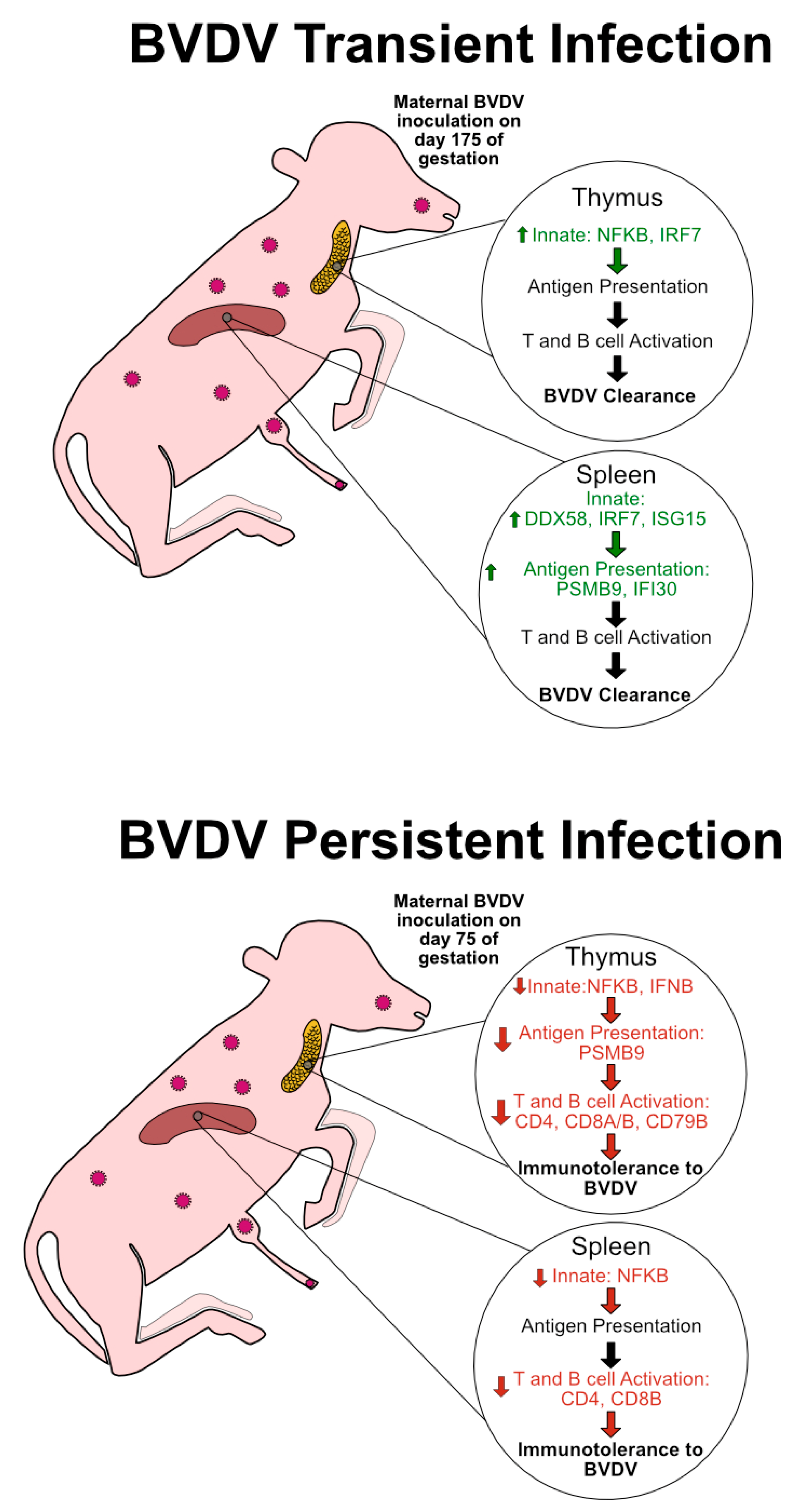 Viruses 12 00816 g006
