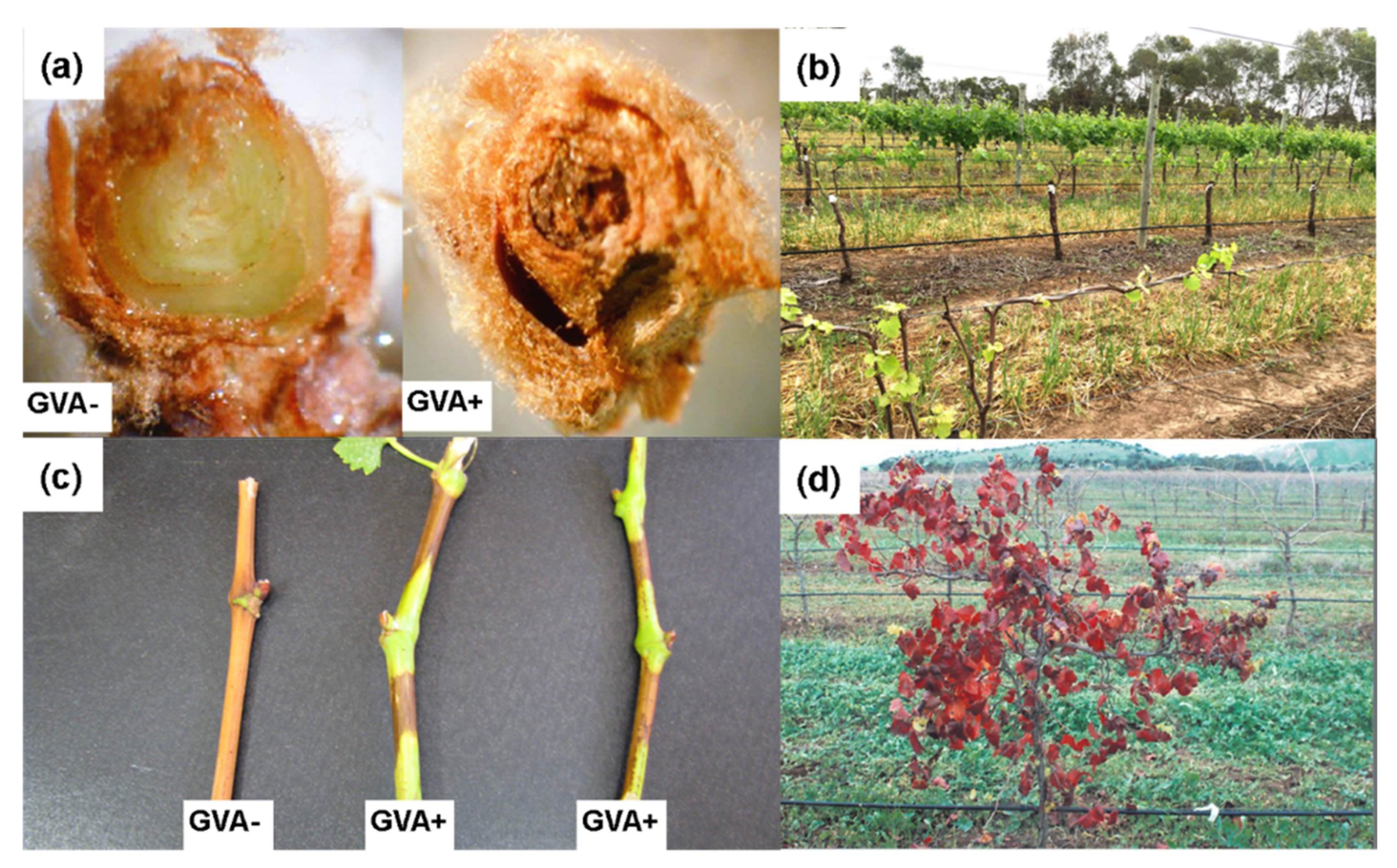 Viruses 12 00818 g001