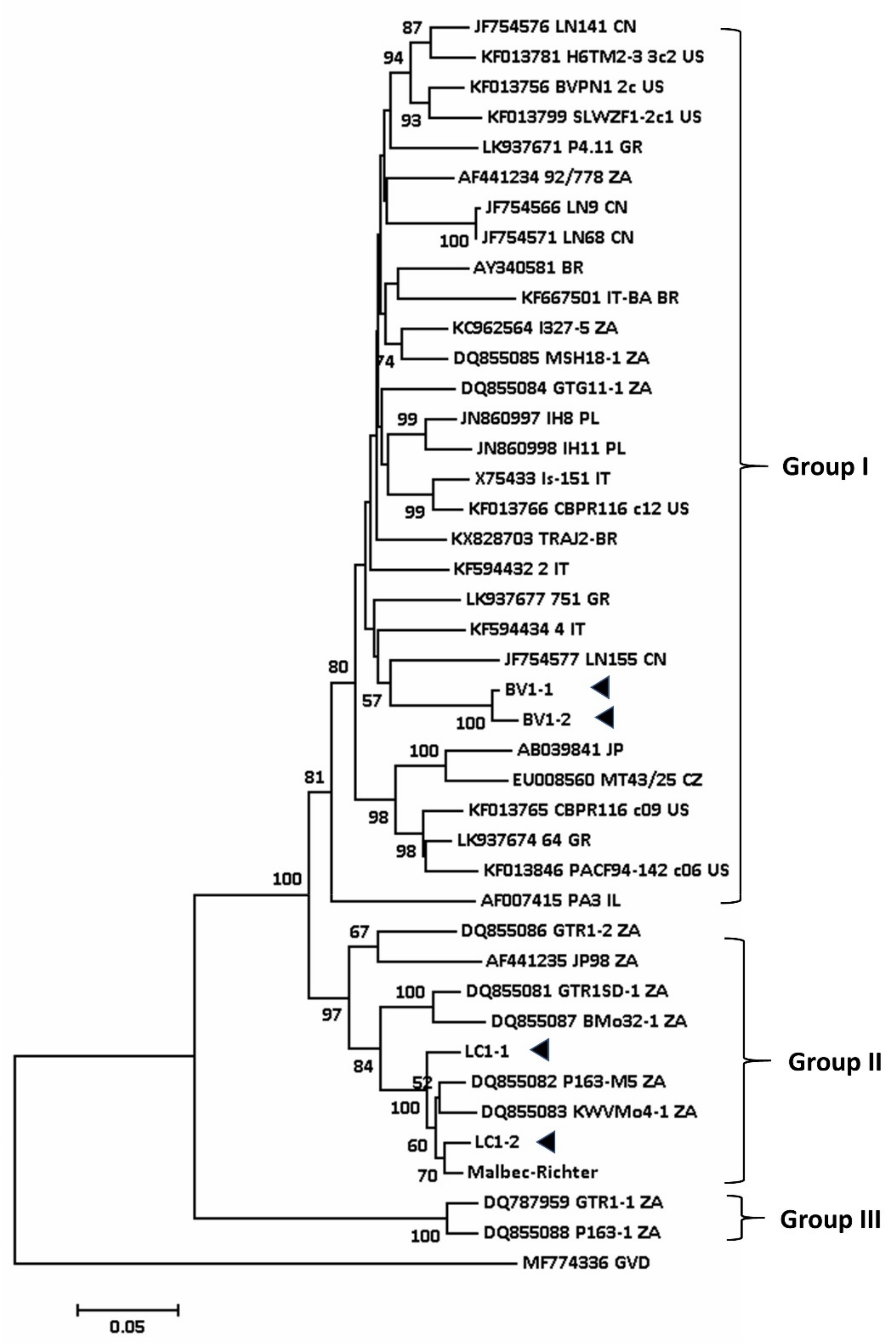 Viruses 12 00818 g003