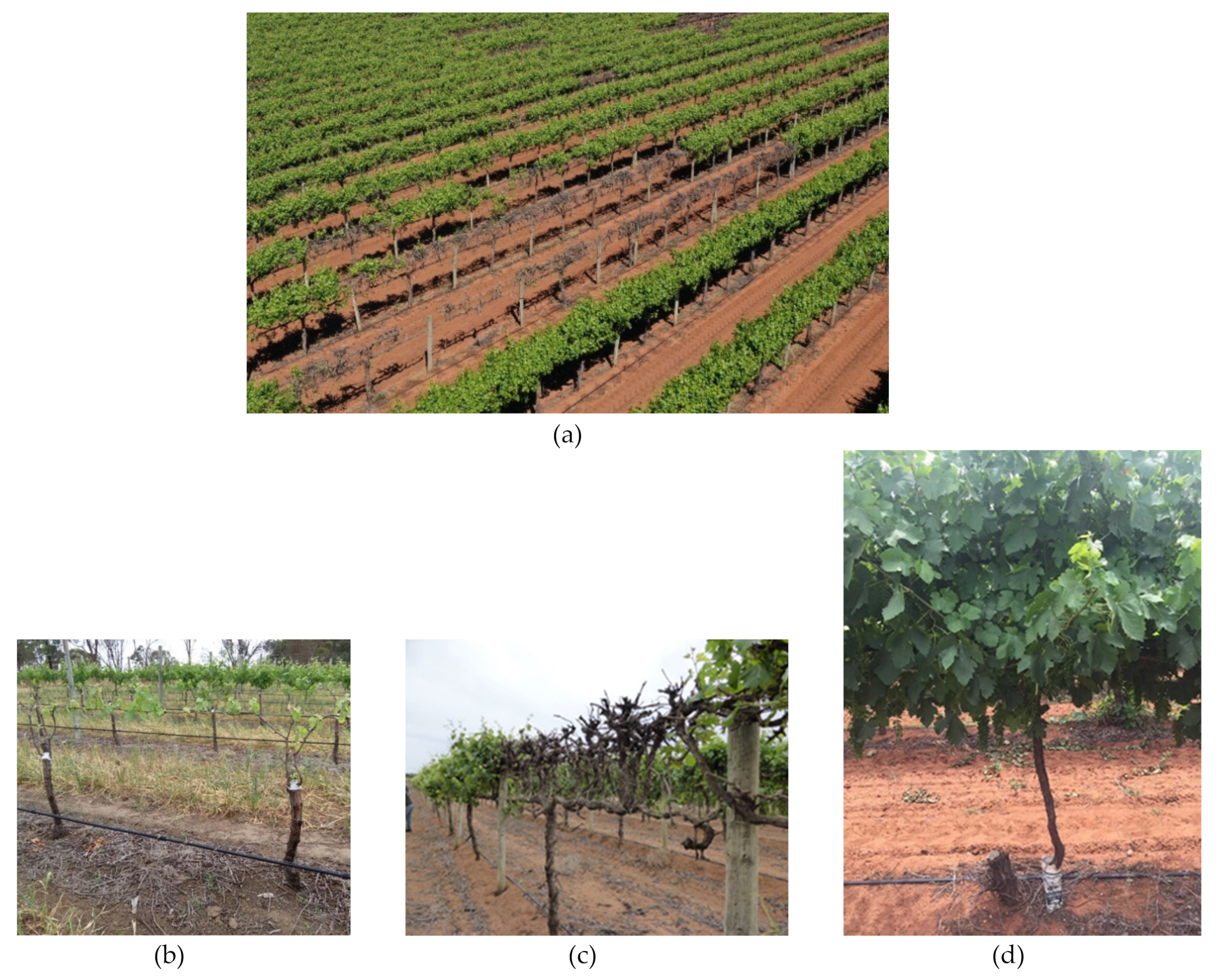 Viruses 12 00818 g005