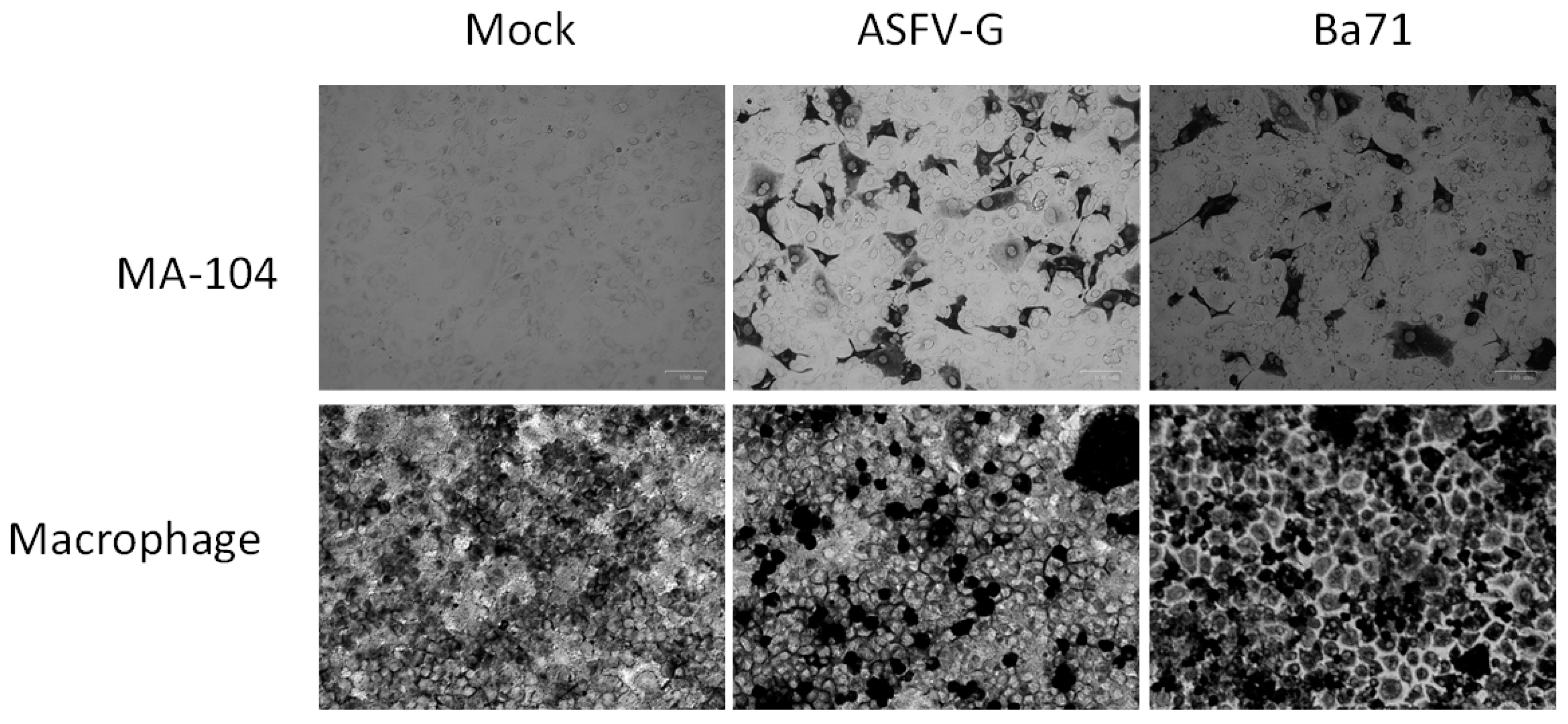 Viruses 12 00820 g002 Viruses 12 00820 g002