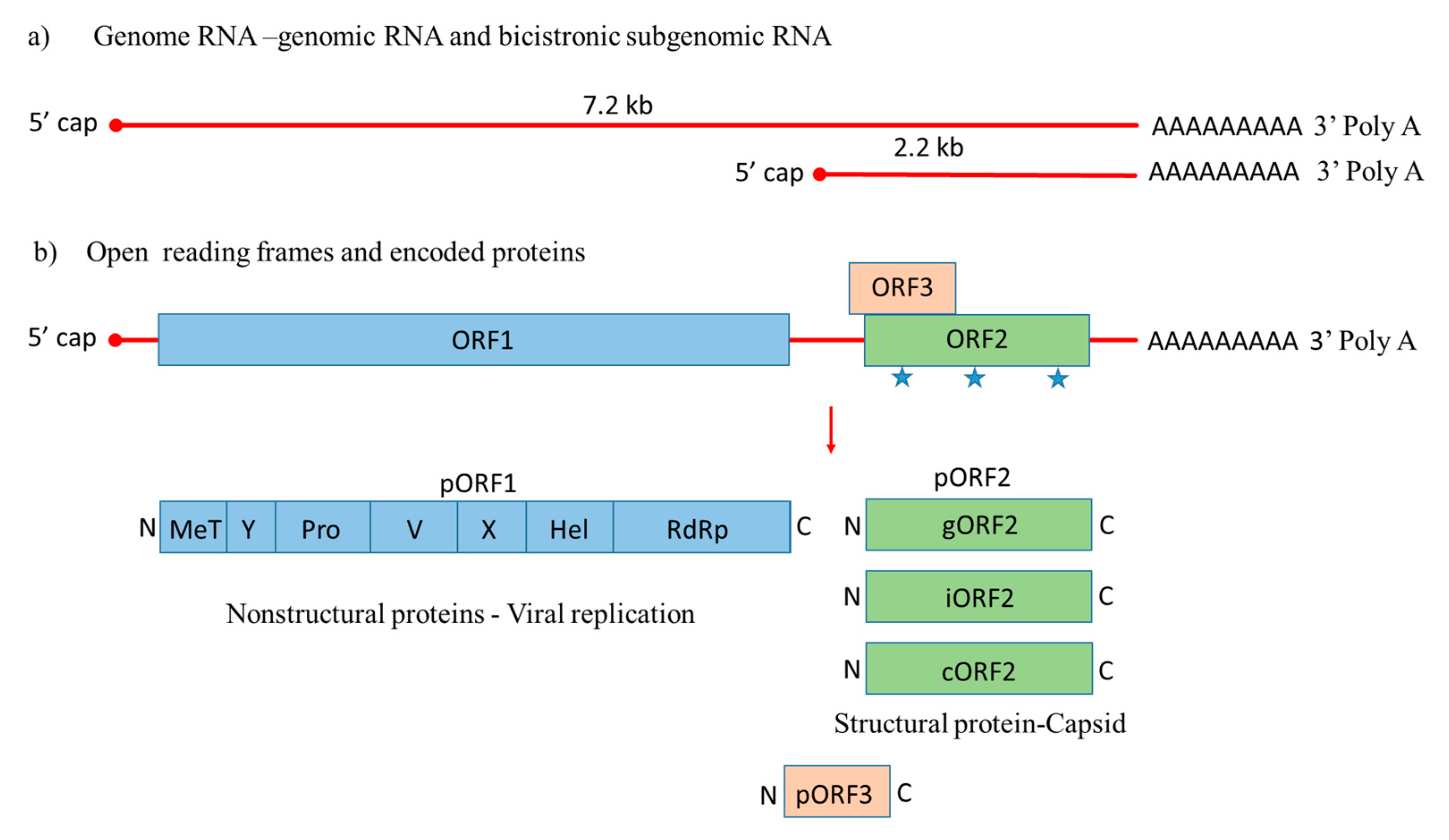 Viruses 12 00826 g001