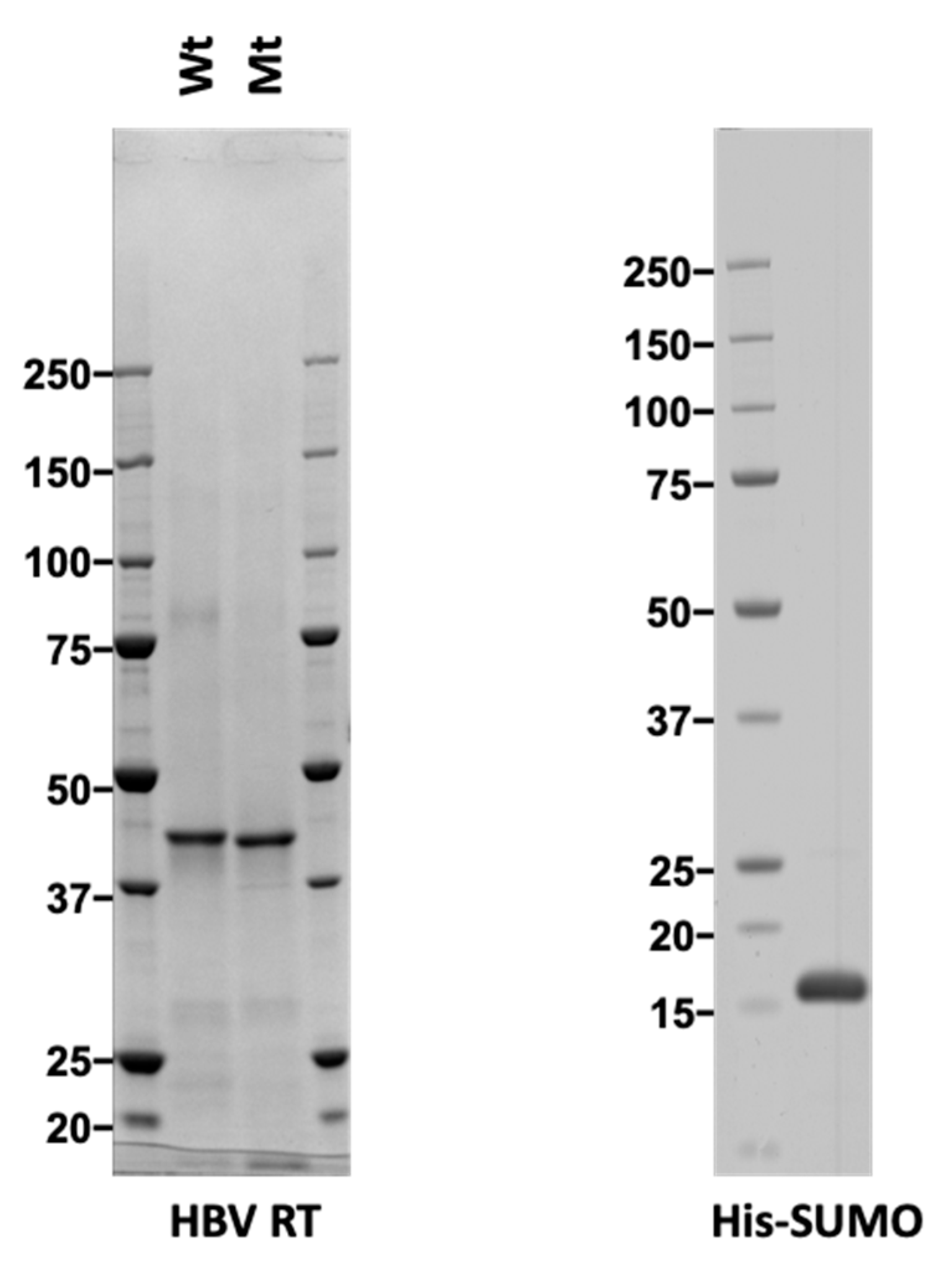 Viruses 12 00840 g001 Viruses 12 00840 g001