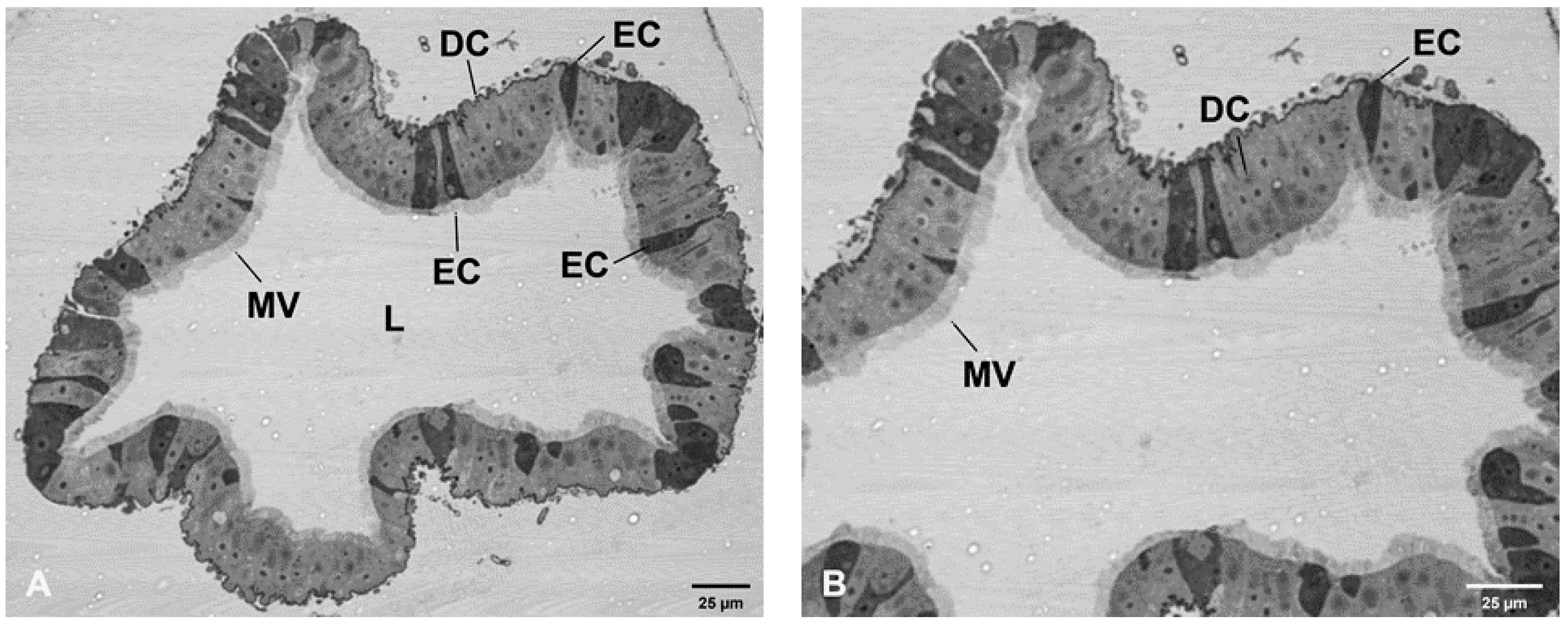 Viruses 12 00848 g002