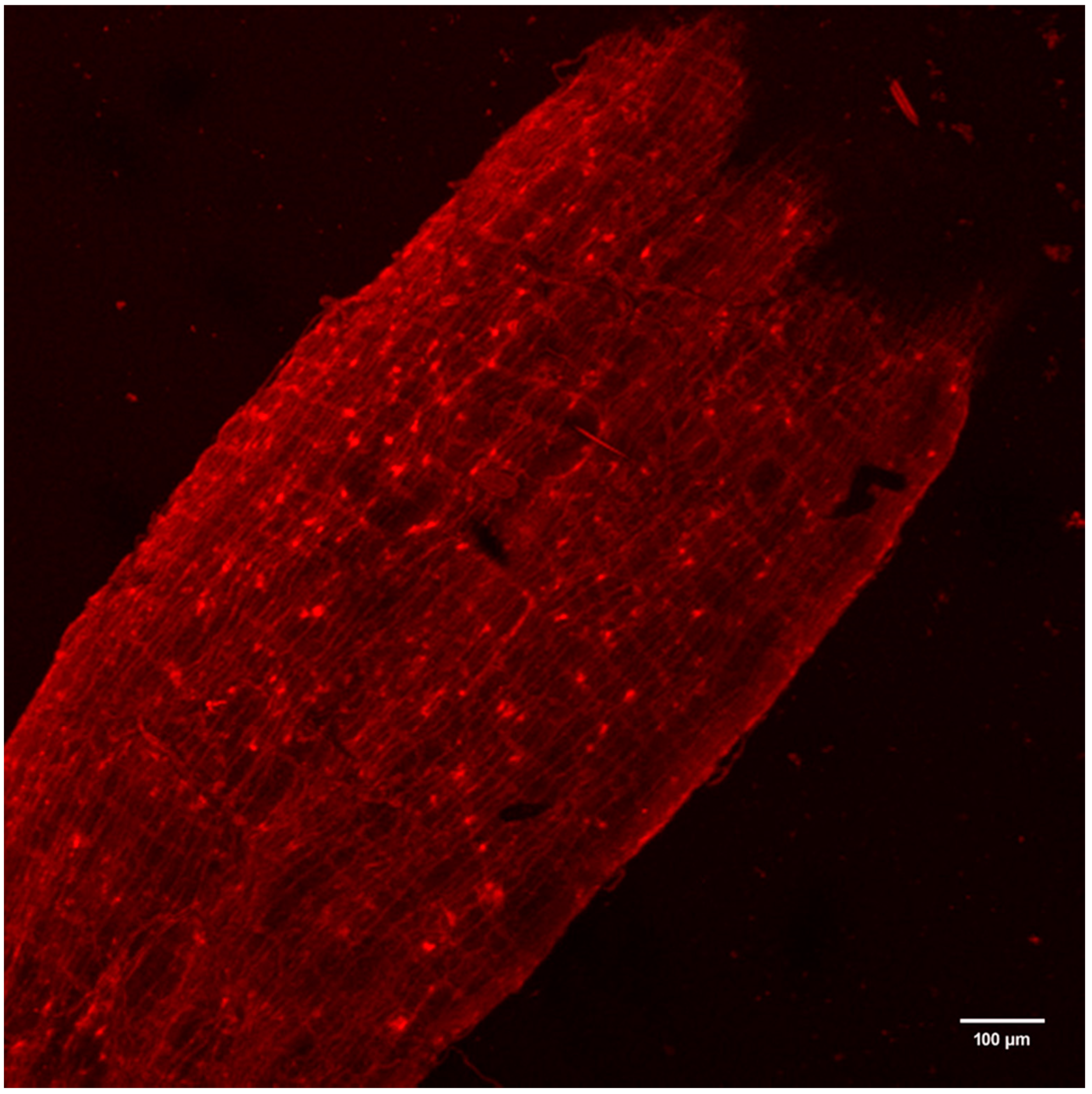 Viruses 12 00848 g003