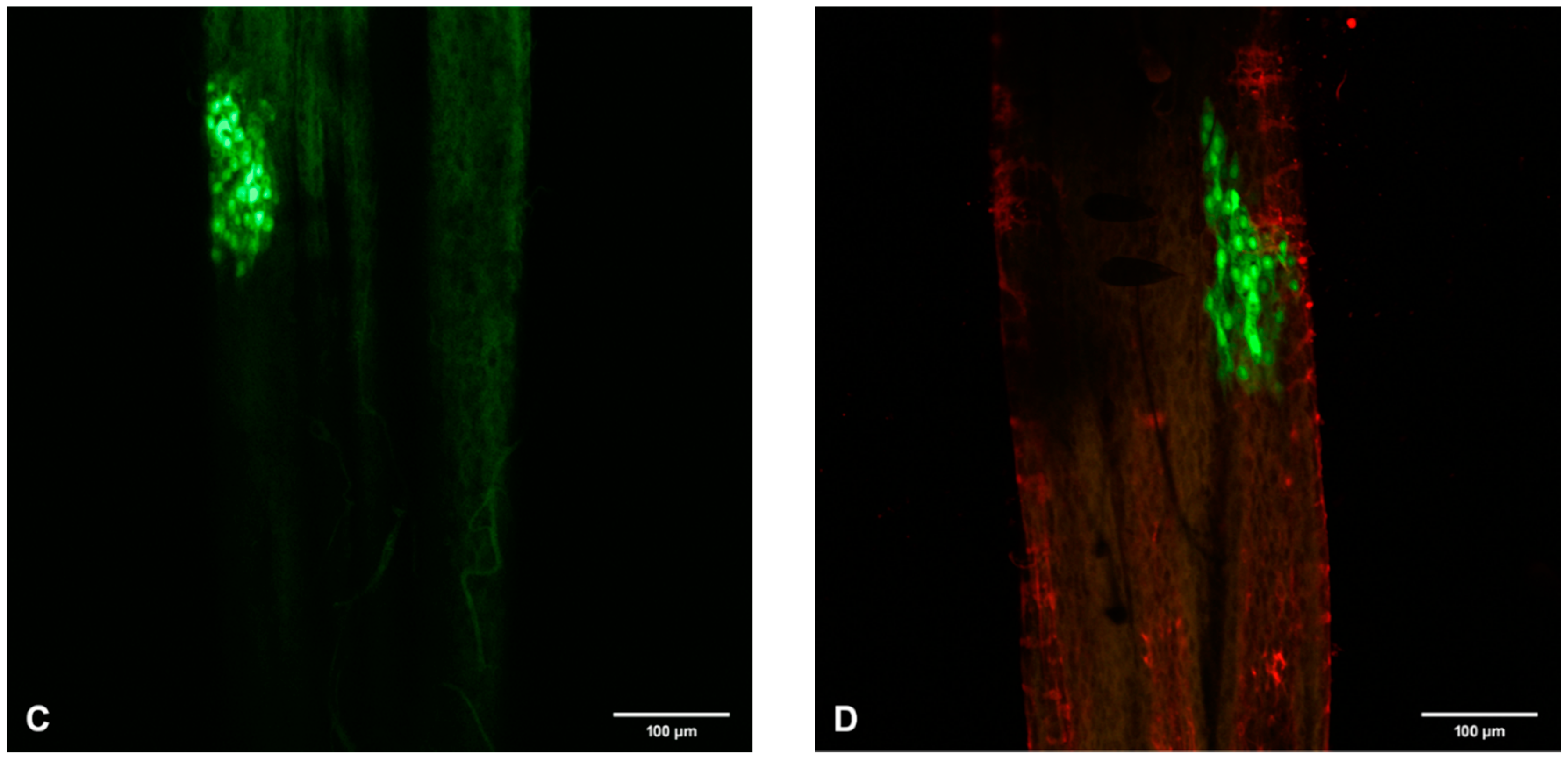 Viruses 12 00848 g004b