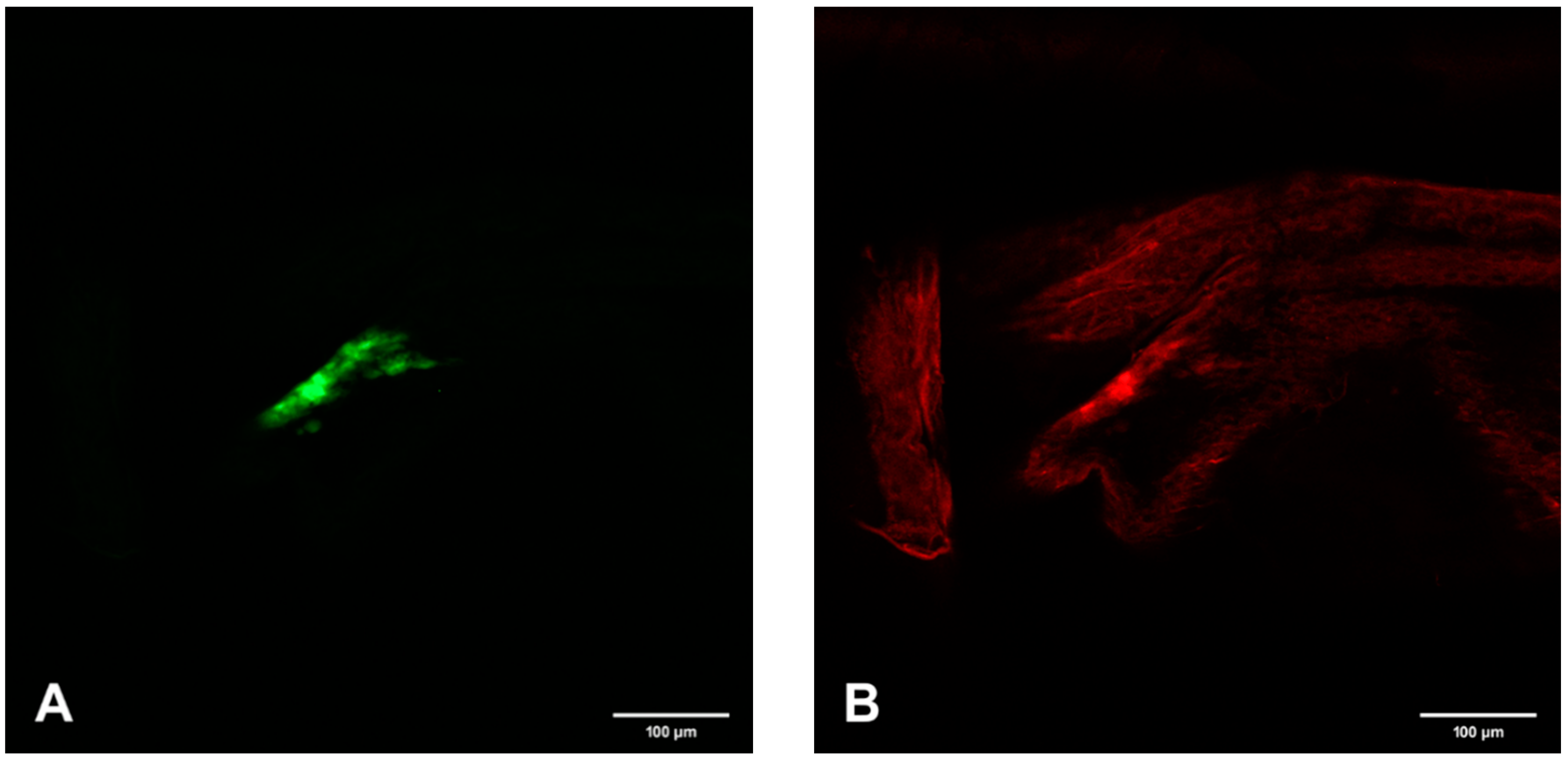Viruses 12 00848 g005a