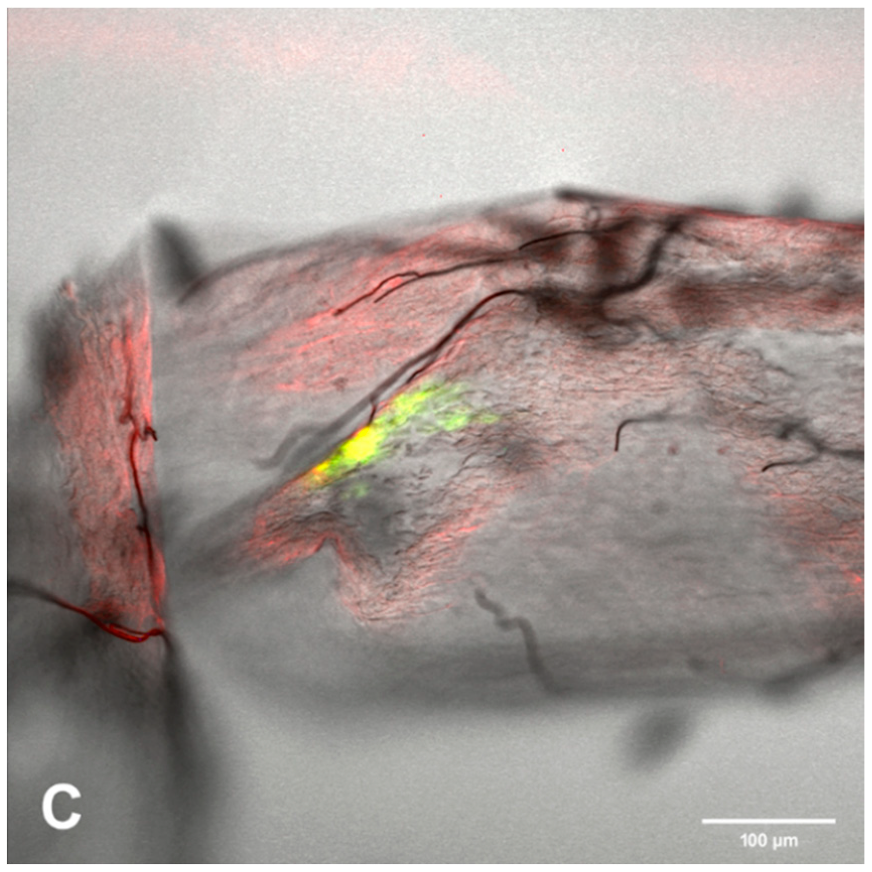 Viruses 12 00848 g005b