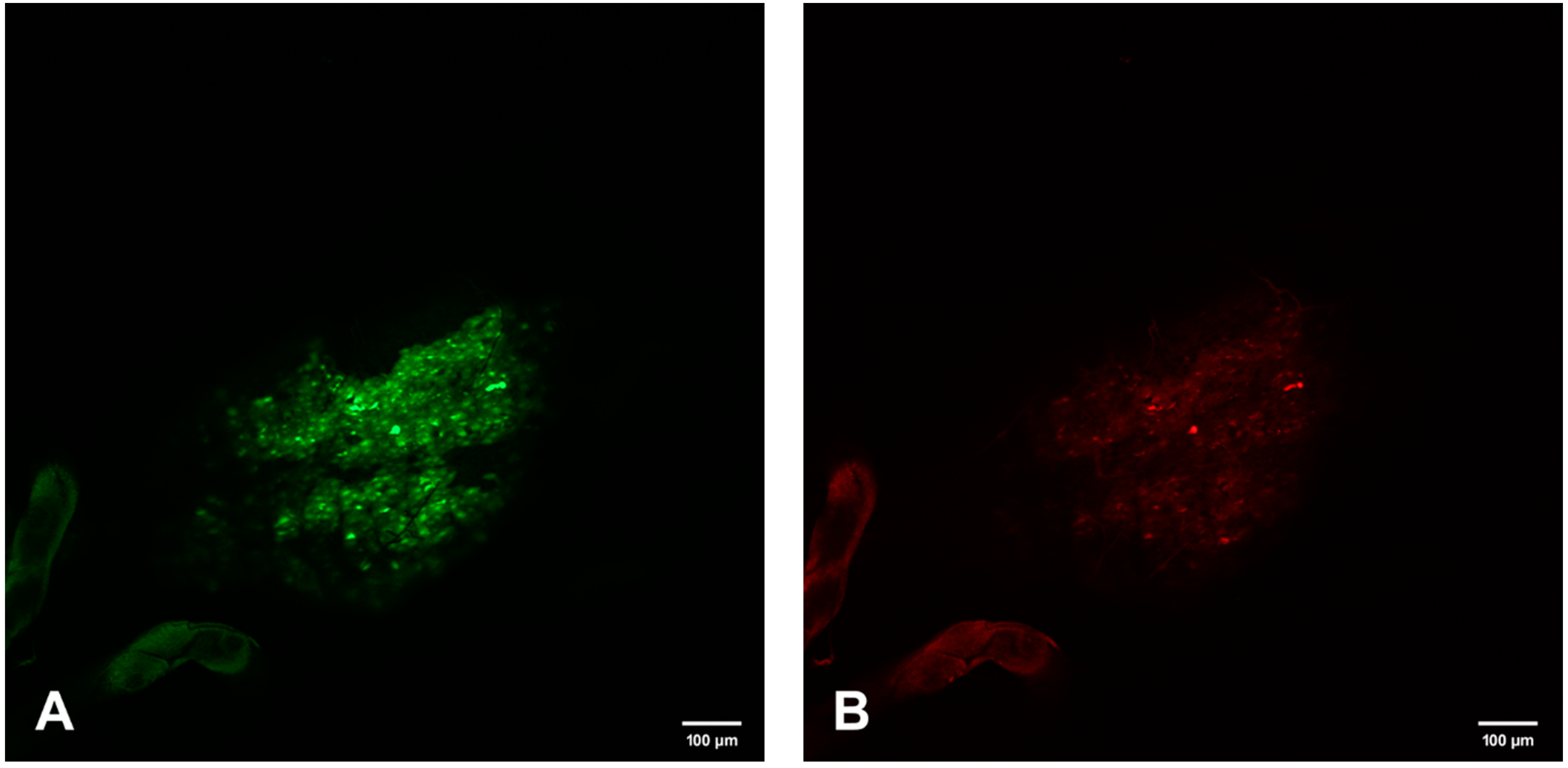 Viruses 12 00848 g006a