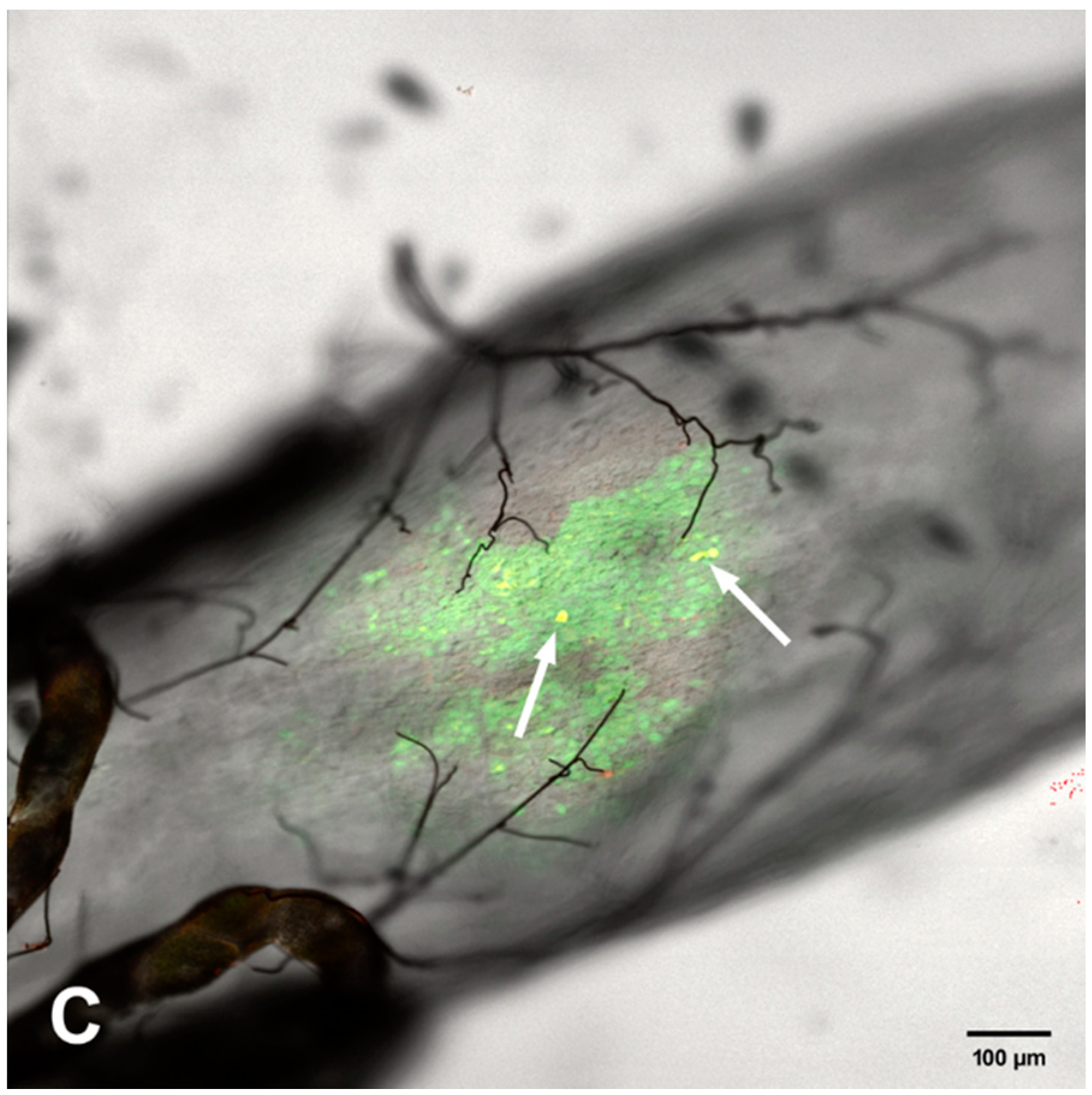 Viruses 12 00848 g006b