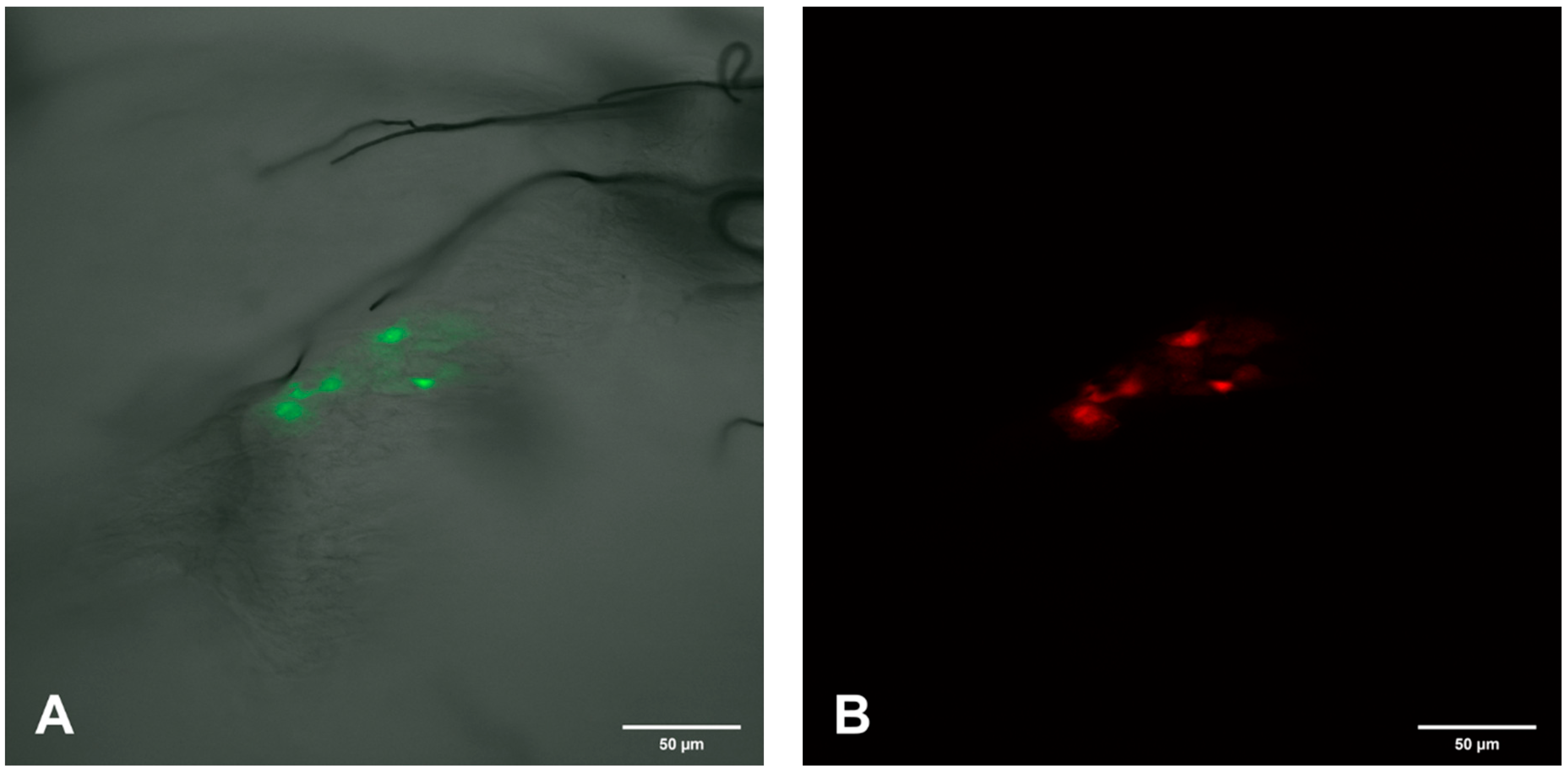 Viruses 12 00848 g007a