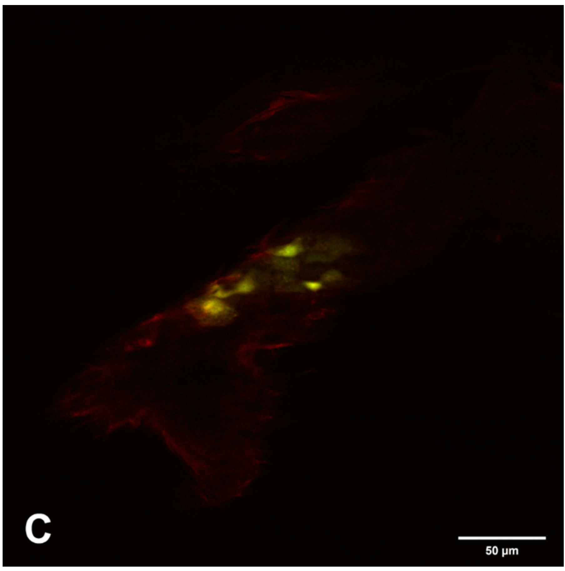 Viruses 12 00848 g007b