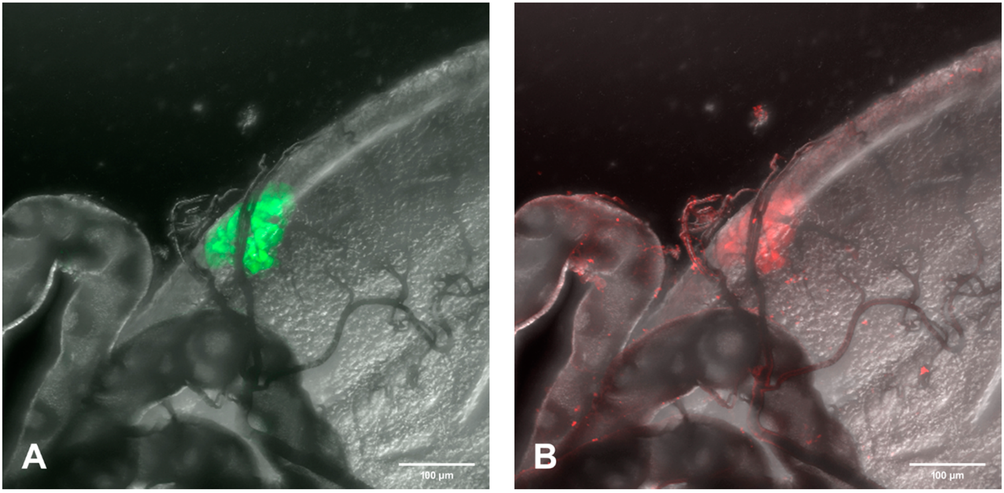Viruses 12 00848 g008a