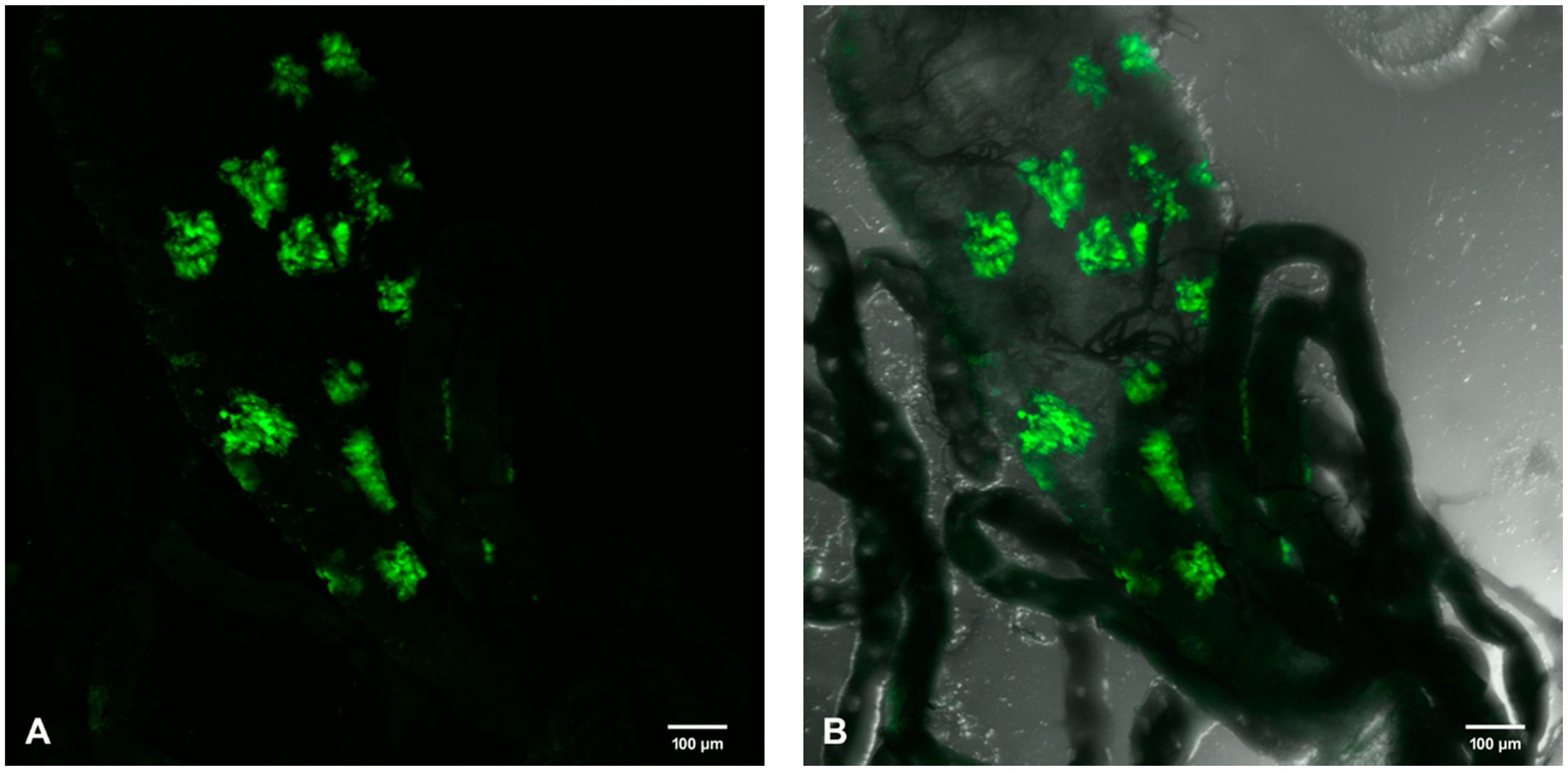Viruses 12 00848 g009