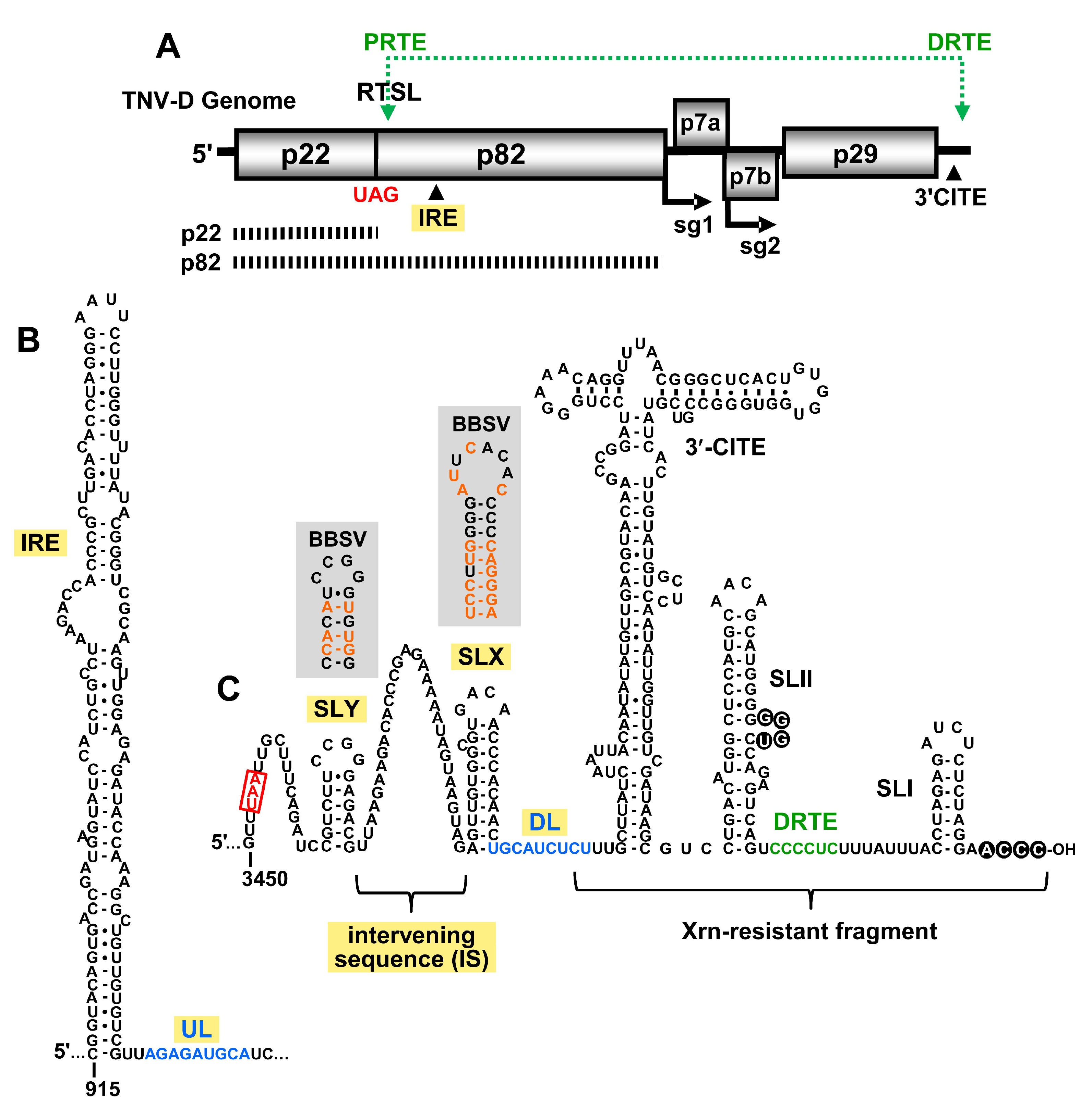 Viruses 12 00856 g001