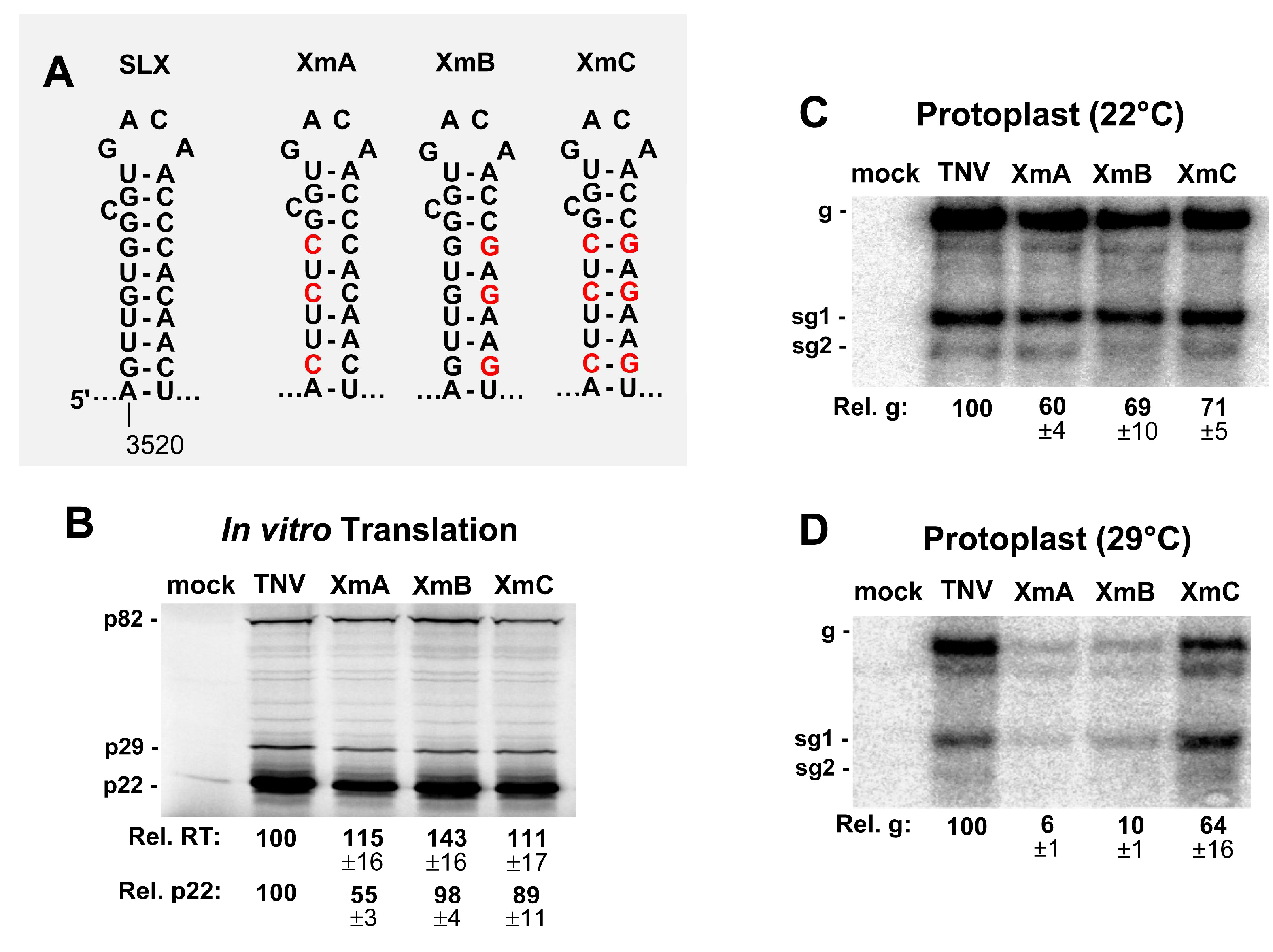Viruses 12 00856 g005