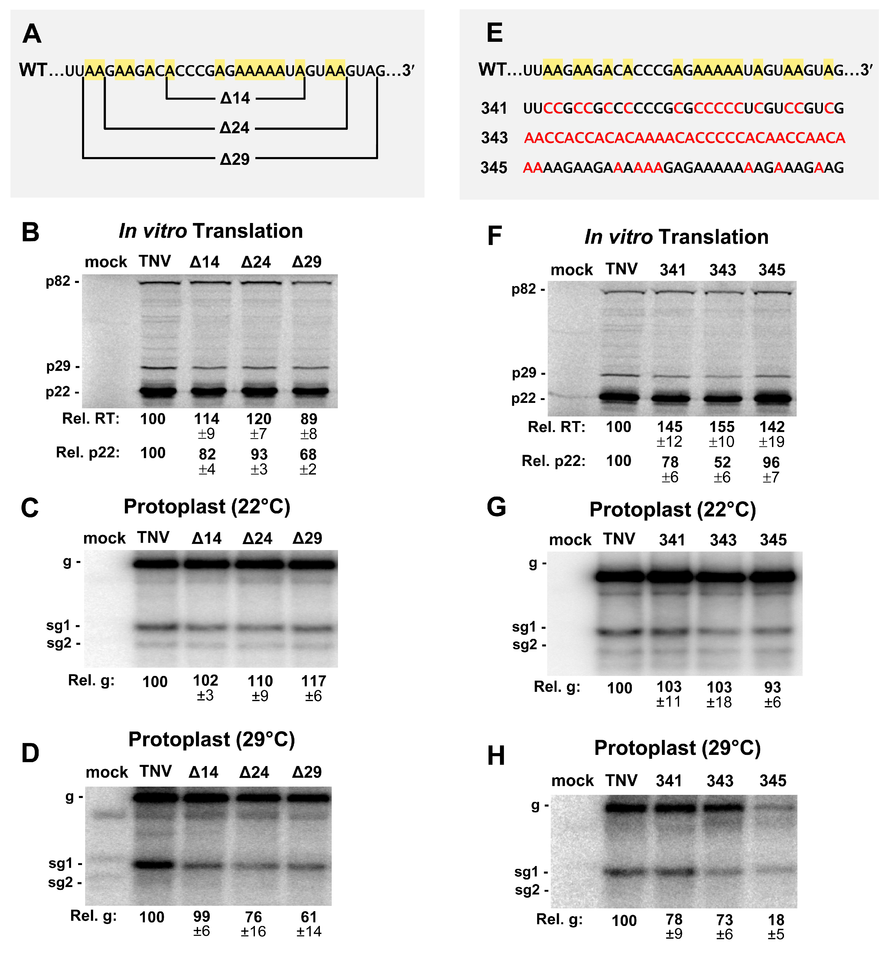 Viruses 12 00856 g006