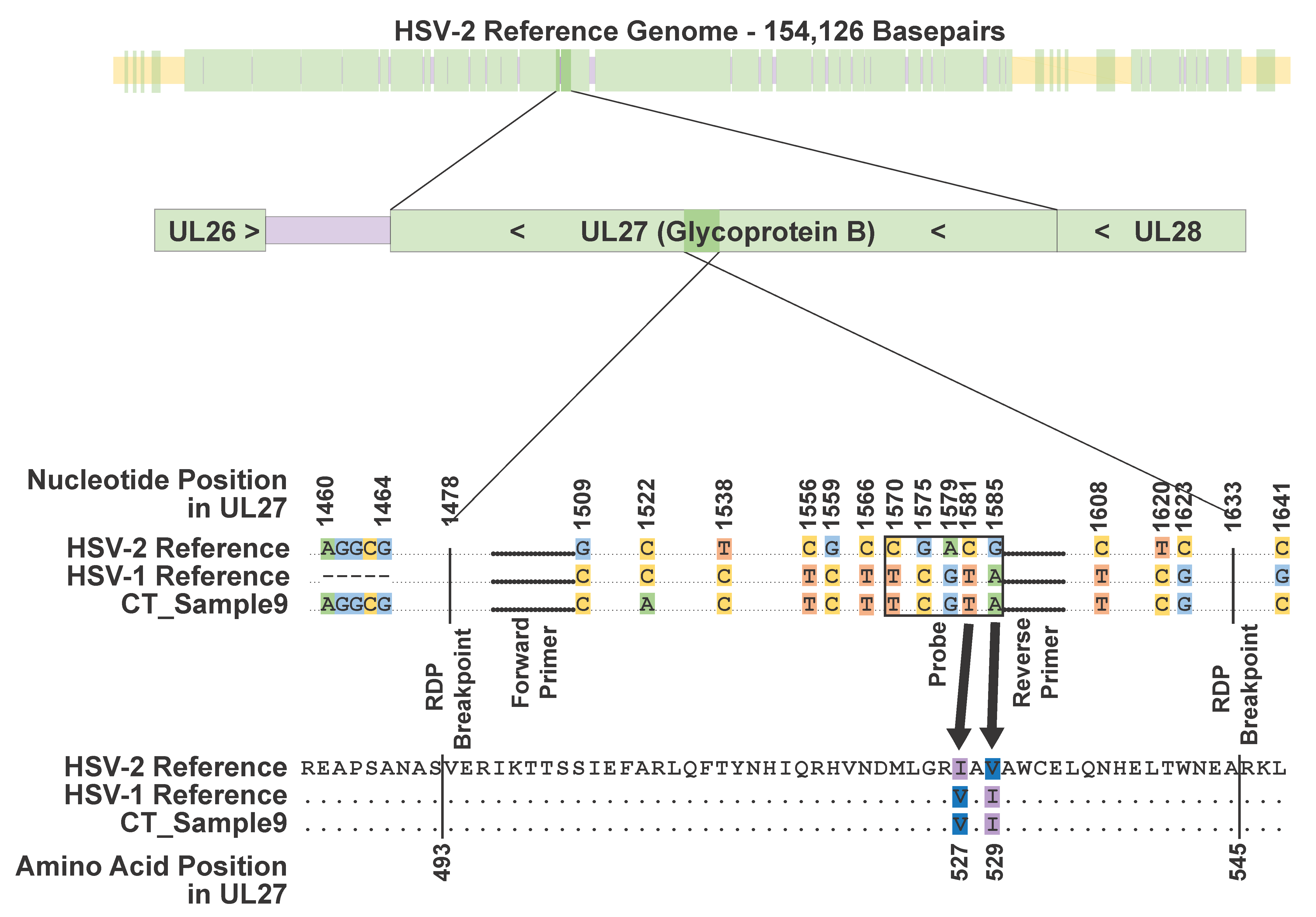 Viruses 12 00860 g001