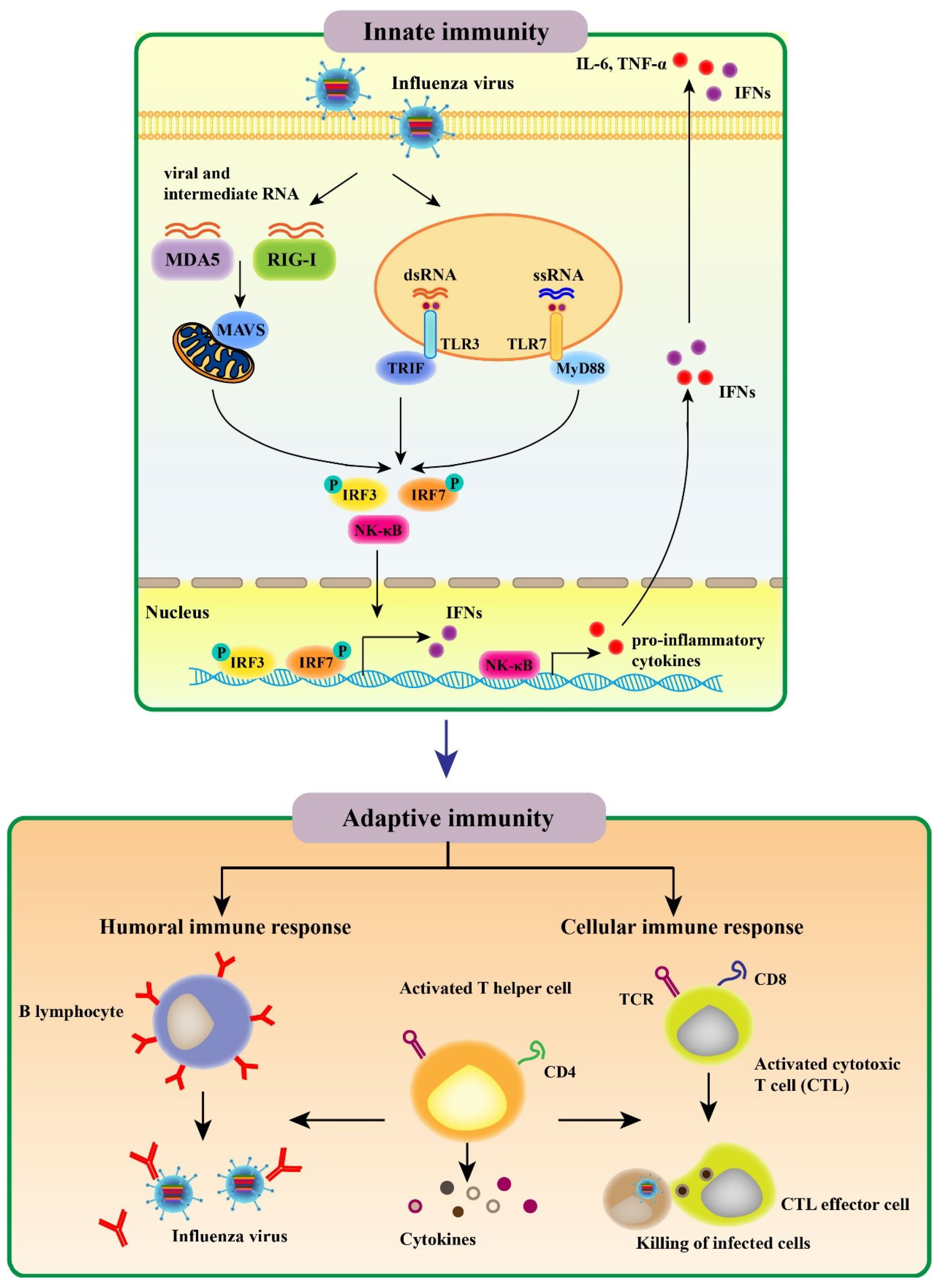 Viruses 12 00862 g001