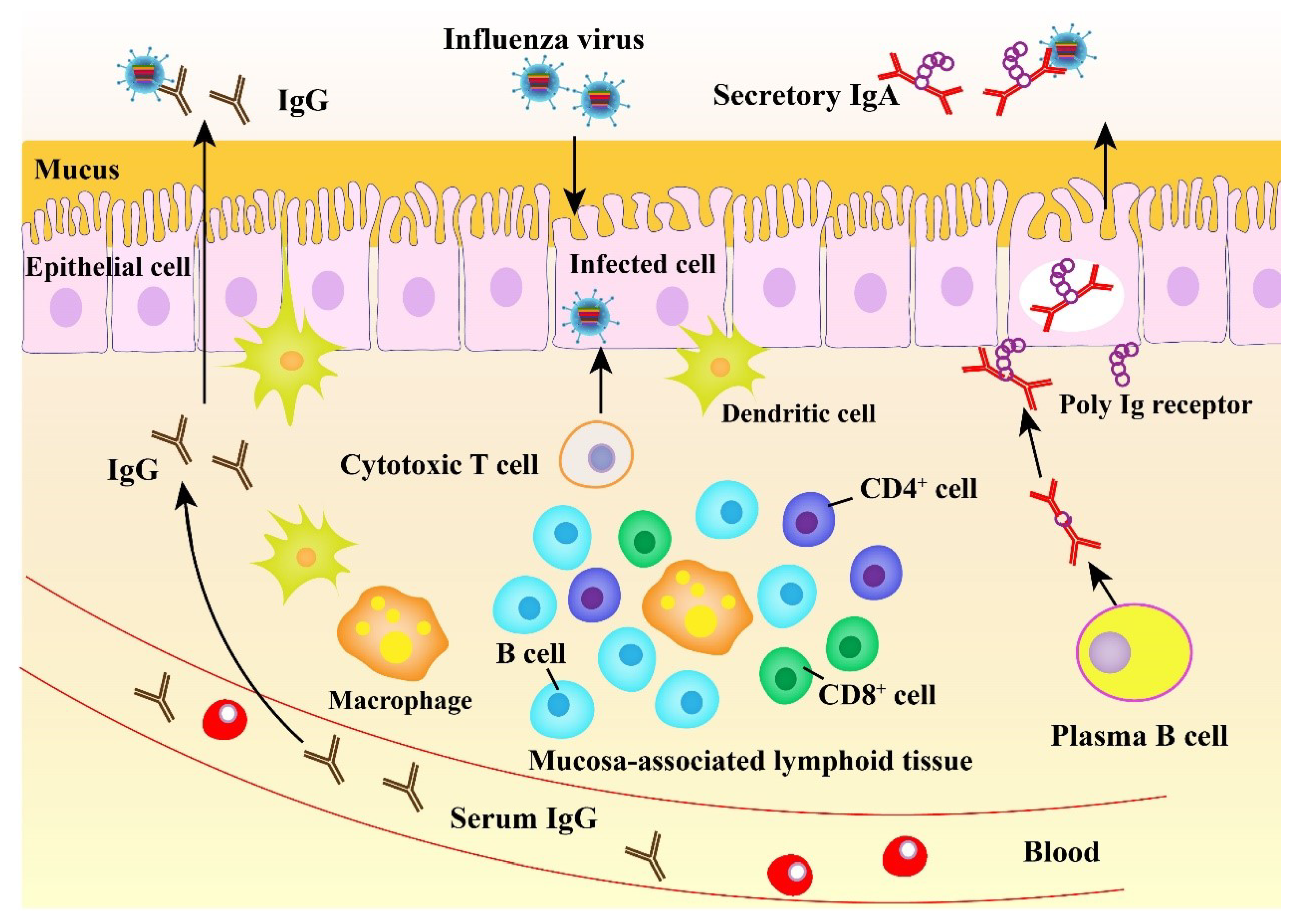 Viruses 12 00862 g002