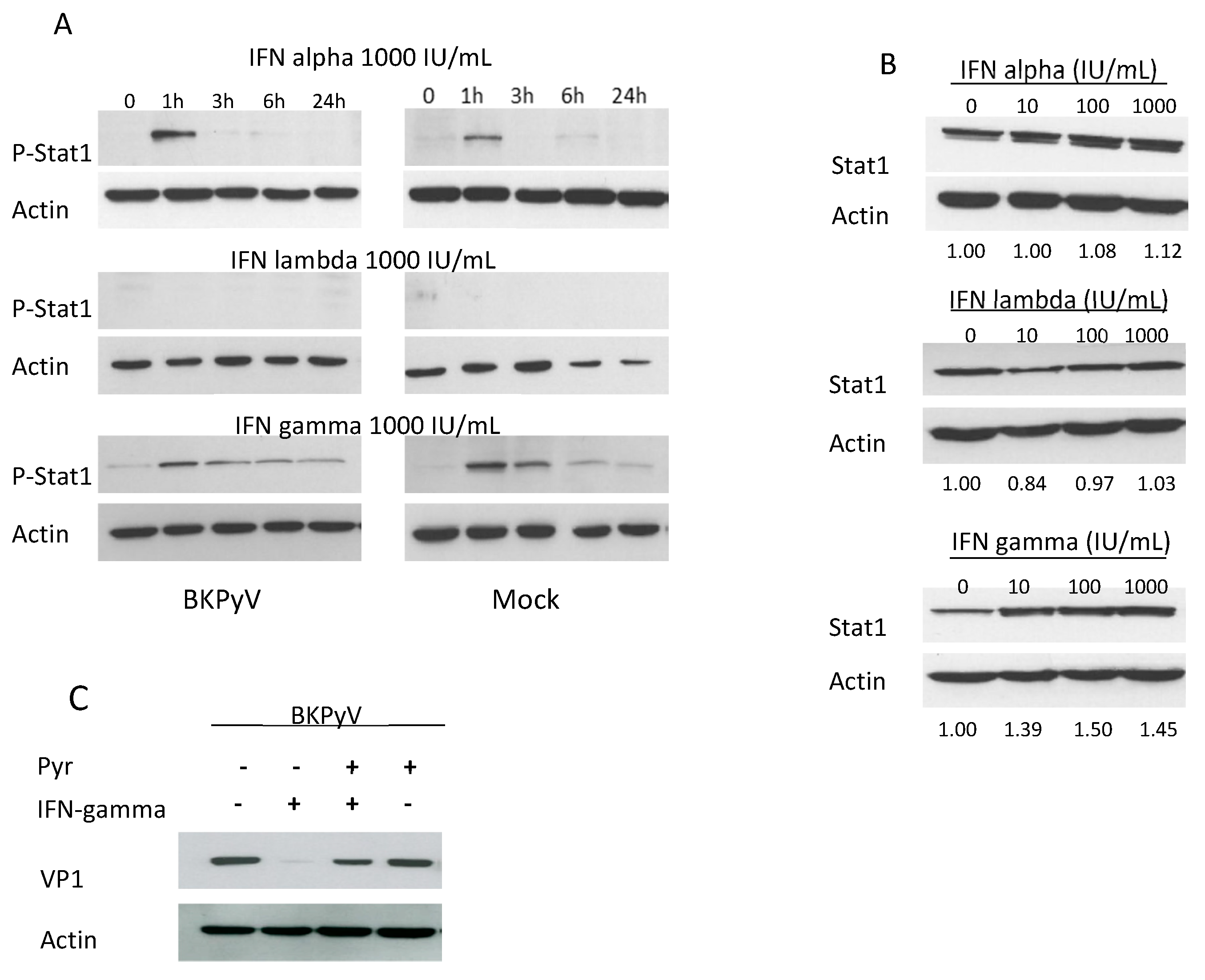 Viruses 12 00865 g002