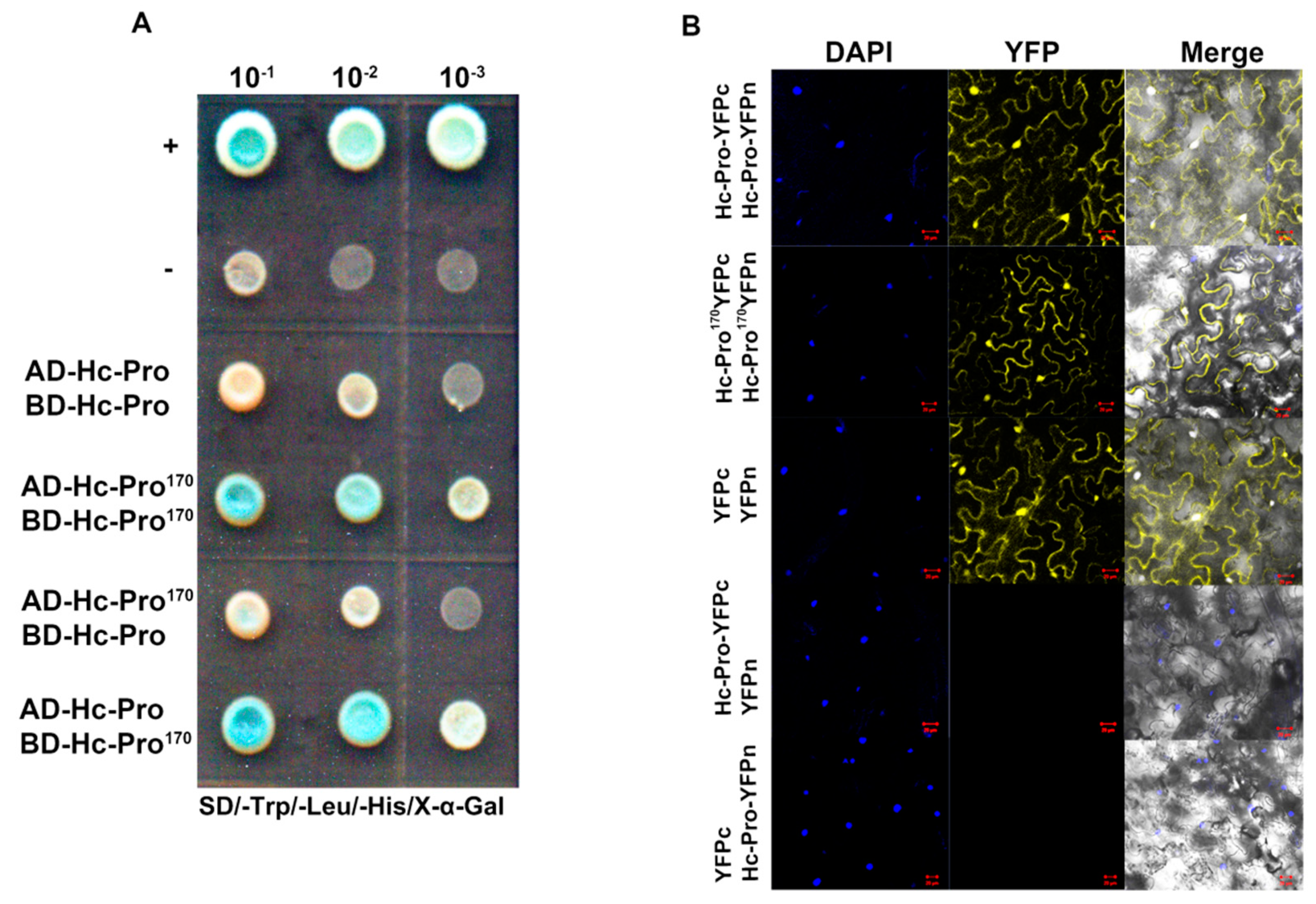 Viruses 12 00886 g006 Viruses 12 00886 g006