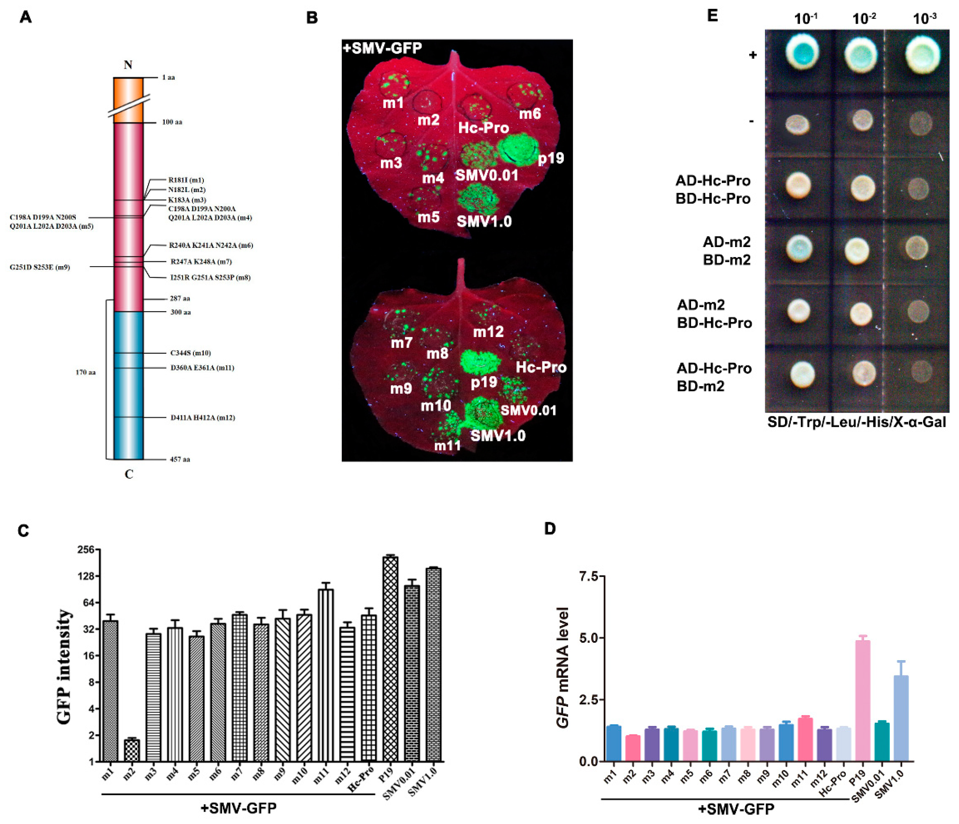 Viruses 12 00886 g007 Viruses 12 00886 g007