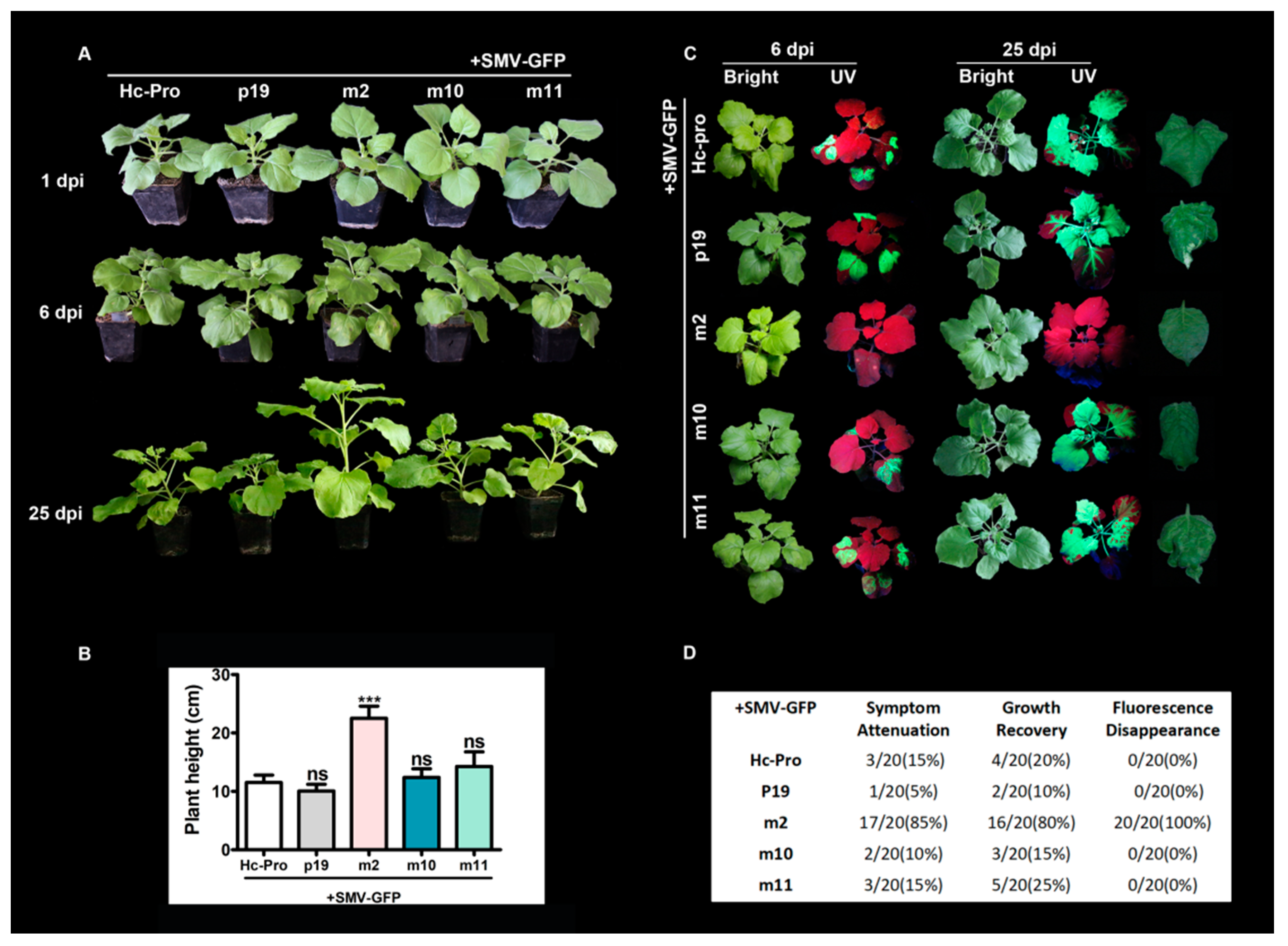 Viruses 12 00886 g008 Viruses 12 00886 g008