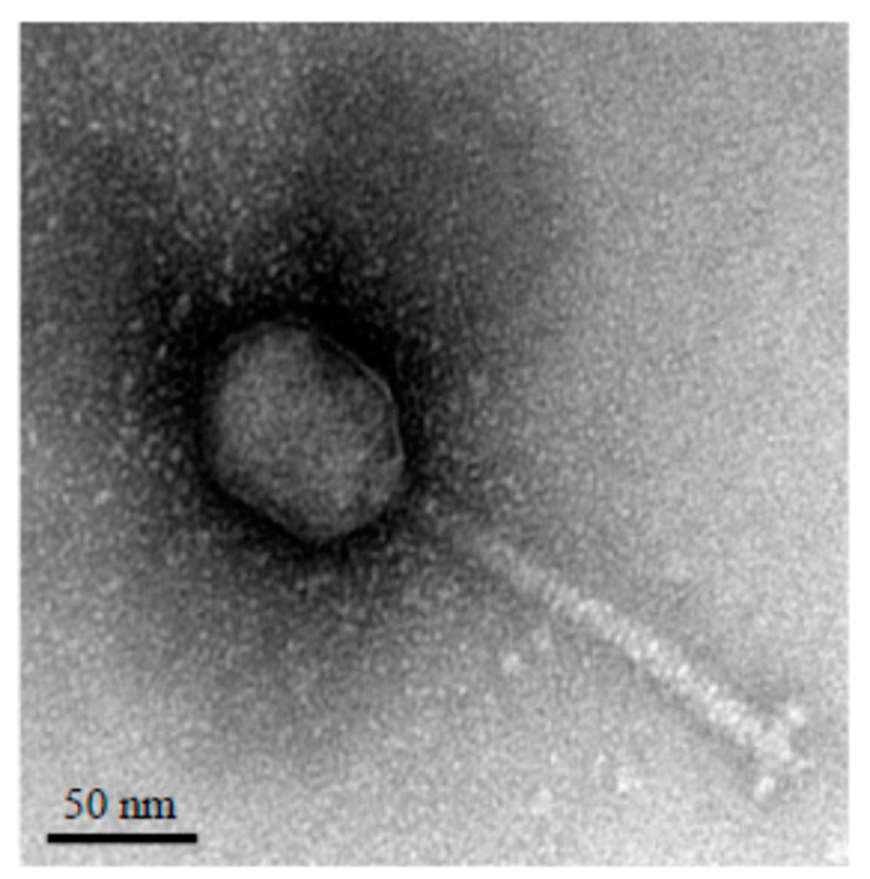Viruses 12 00894 g001 Viruses 12 00894 g001
