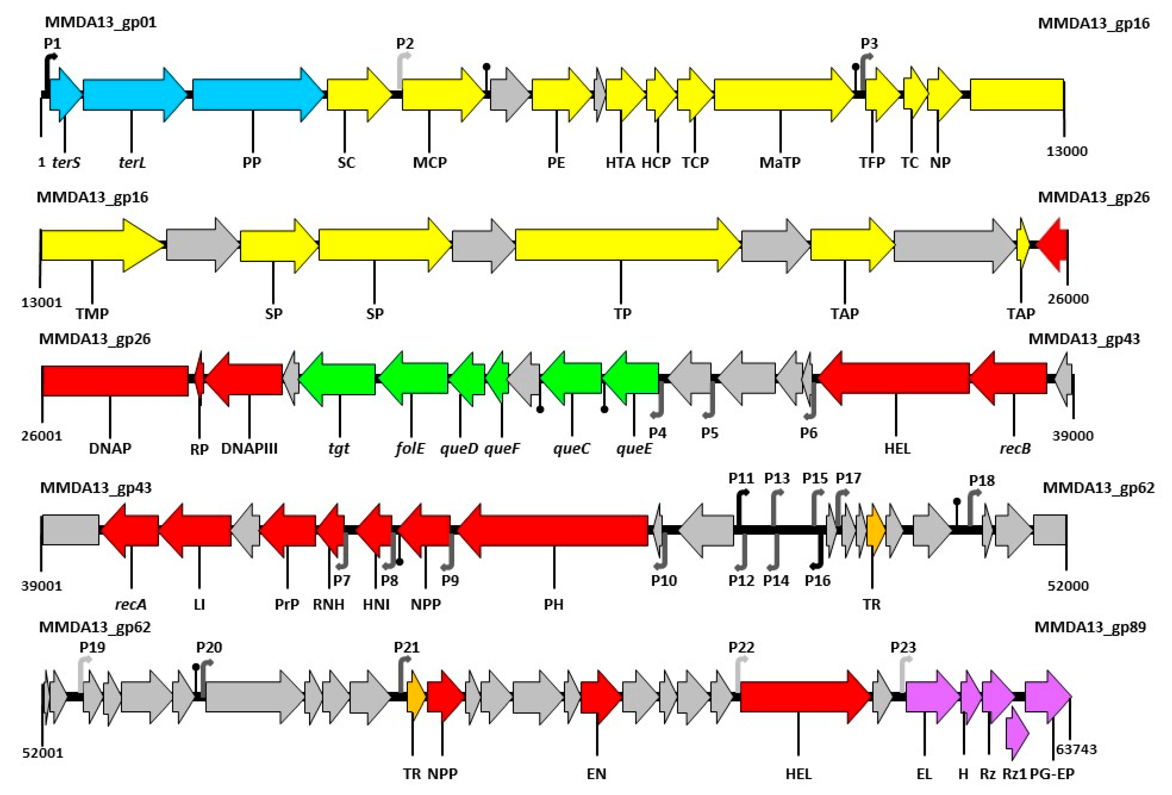 Viruses 12 00894 g003 Viruses 12 00894 g003