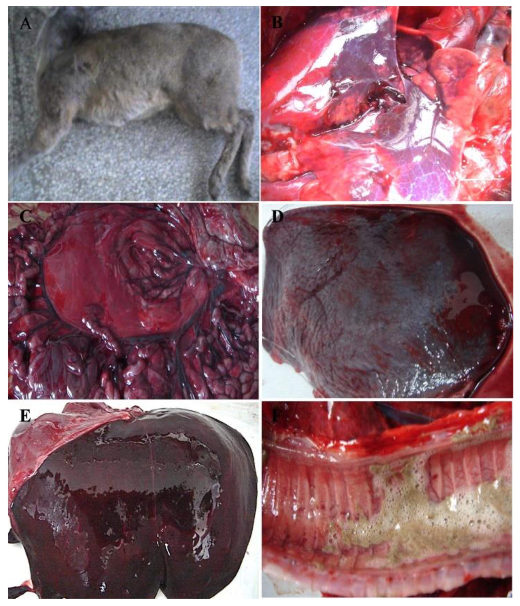 Viruses 12 00897 g001