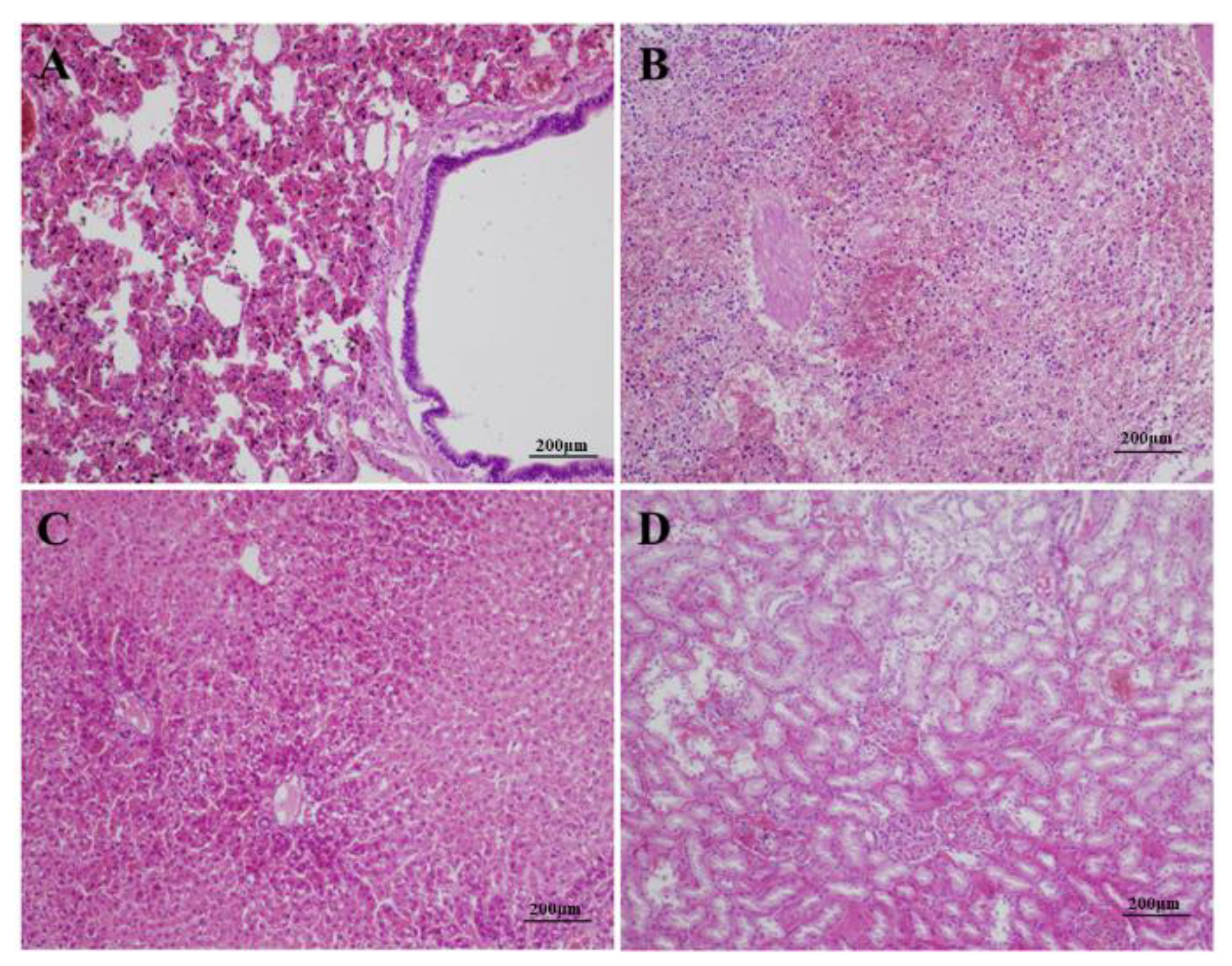 Viruses 12 00897 g002