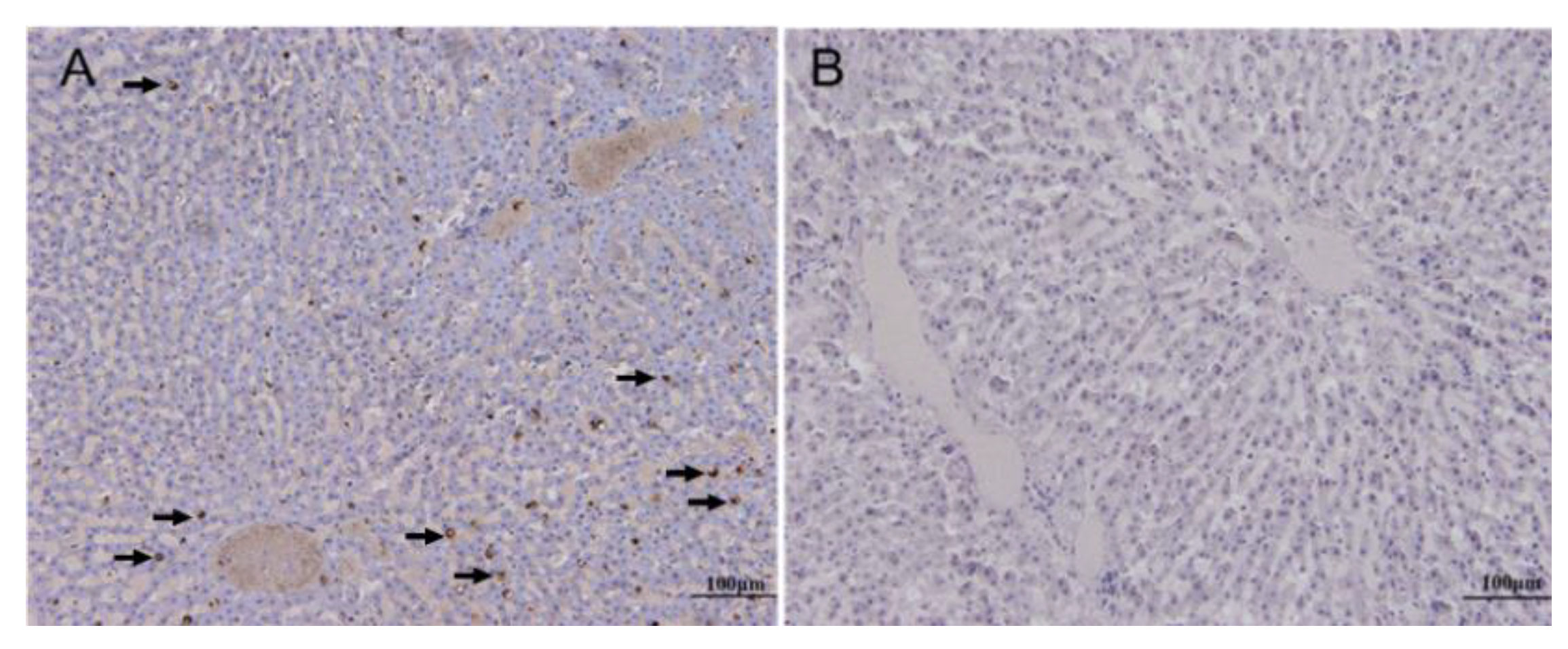 Viruses 12 00897 g003