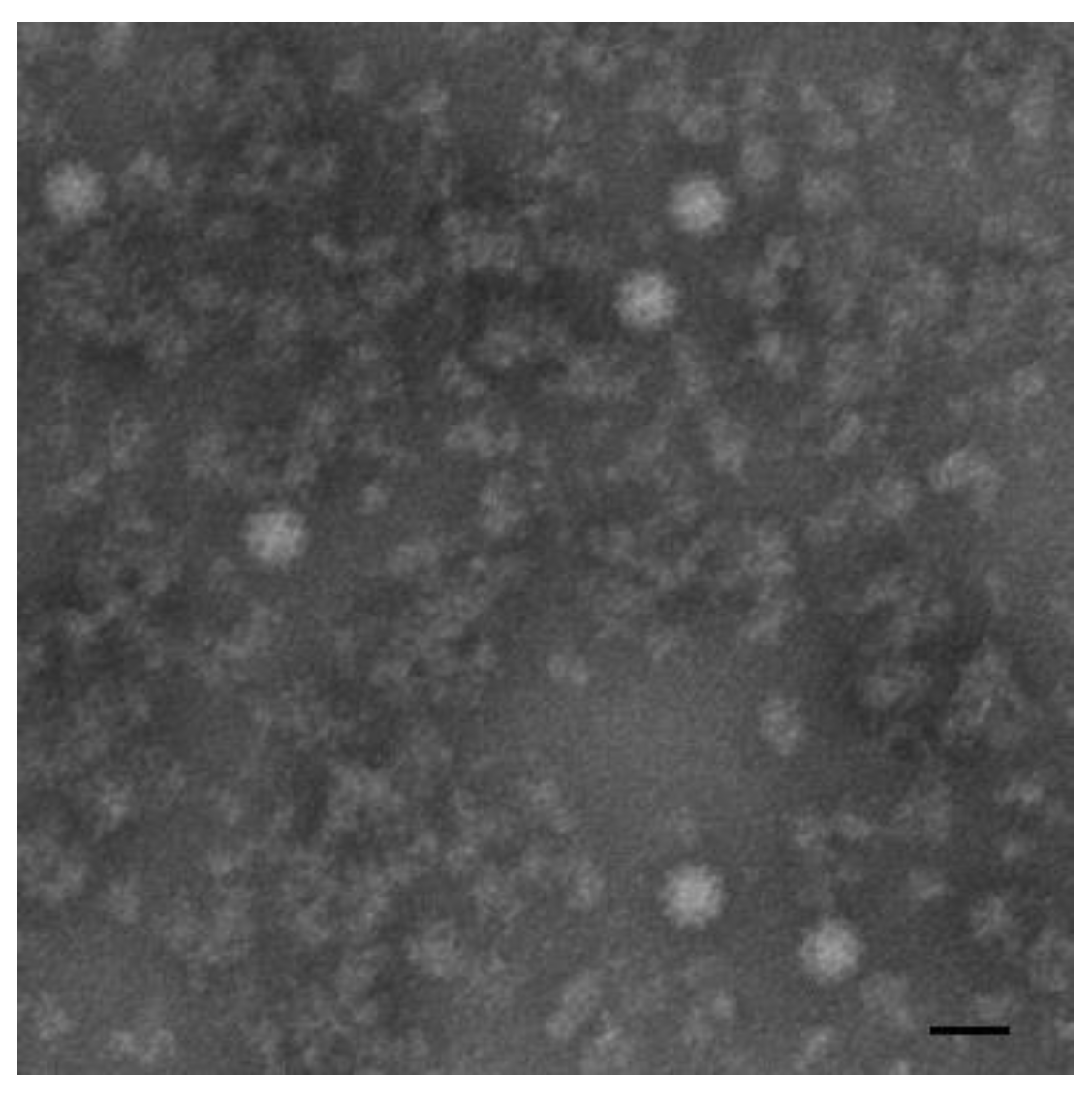 Viruses 12 00897 g004