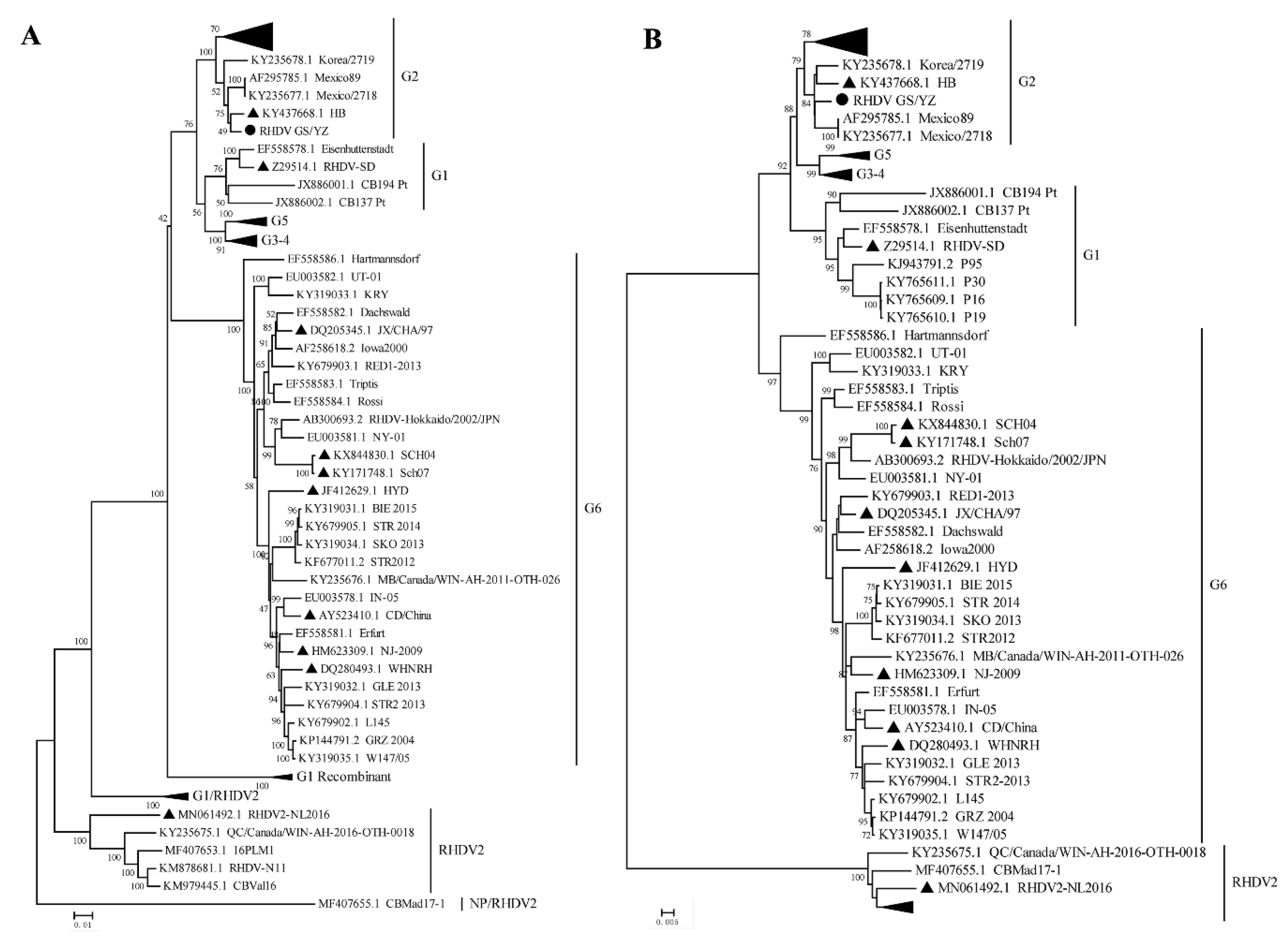 Viruses 12 00897 g005