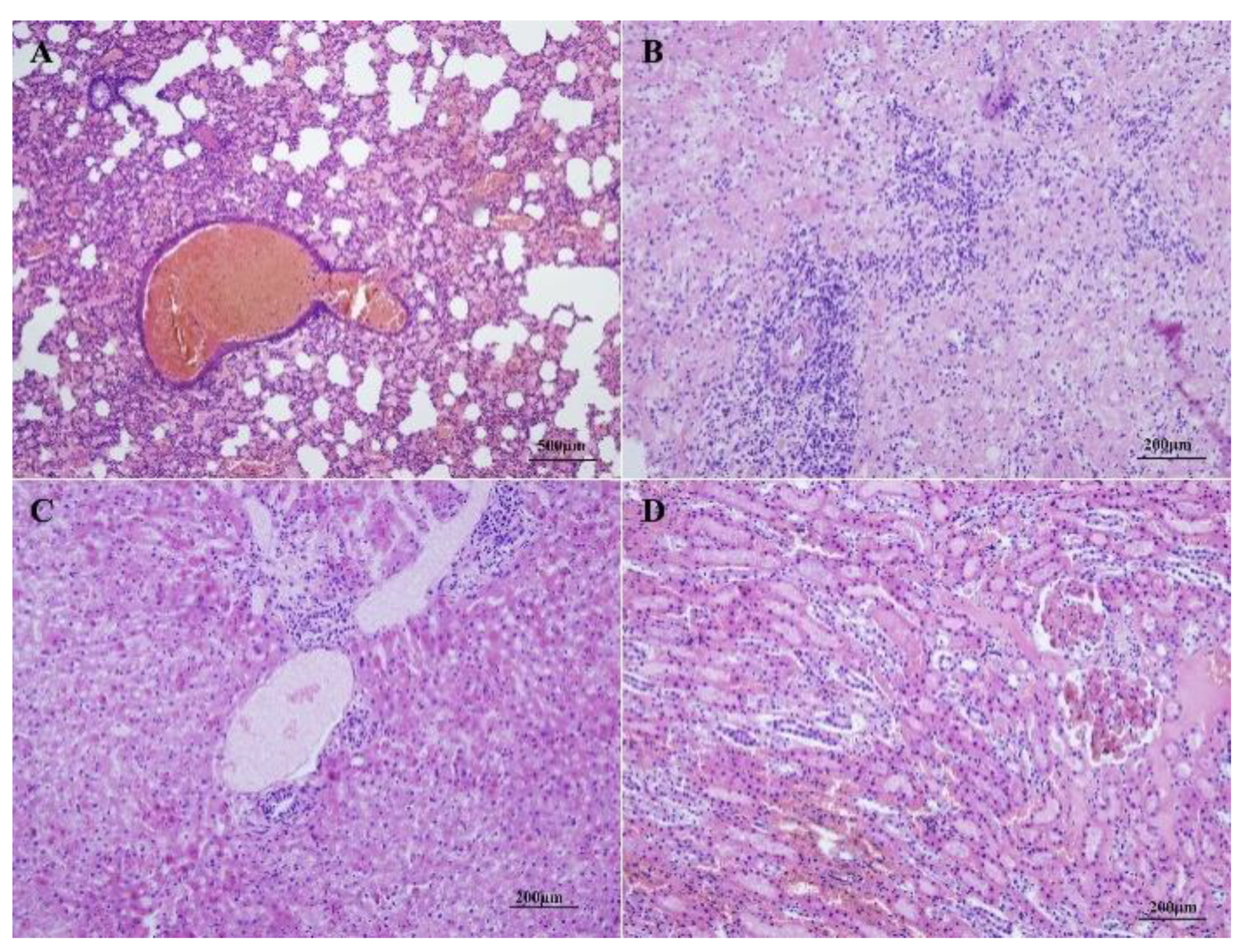 Viruses 12 00897 g007