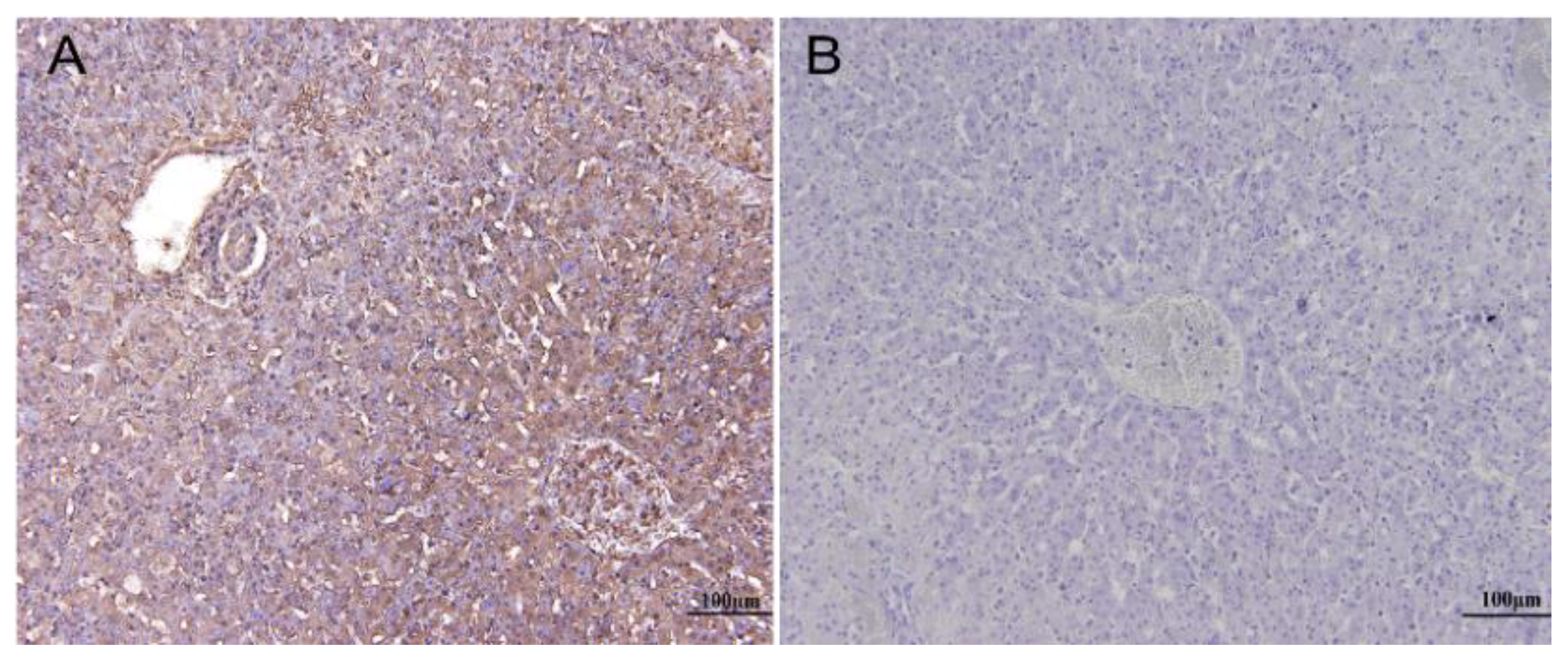 Viruses 12 00897 g008
