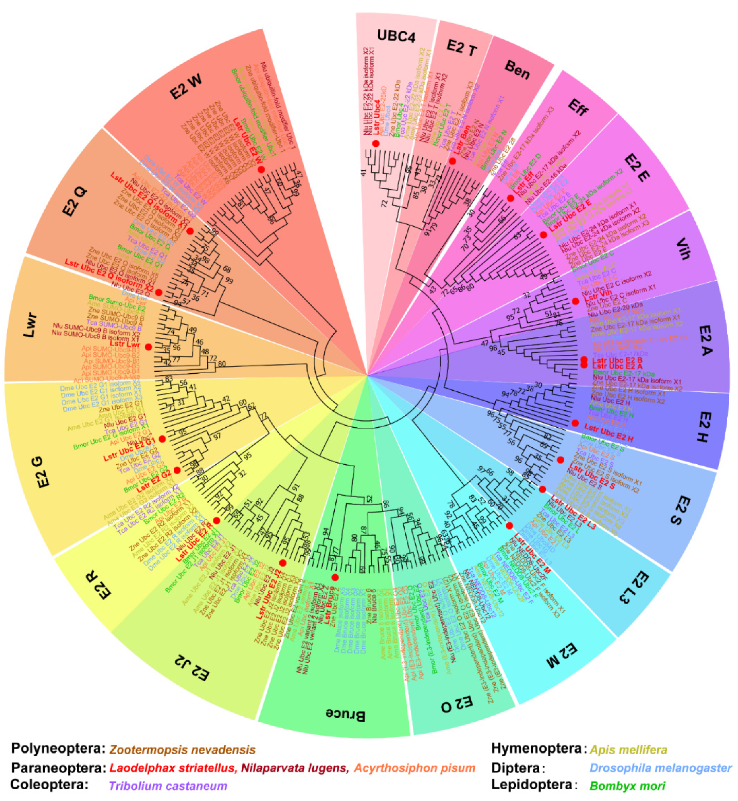 Viruses 12 00908 g001 Viruses 12 00908 g001