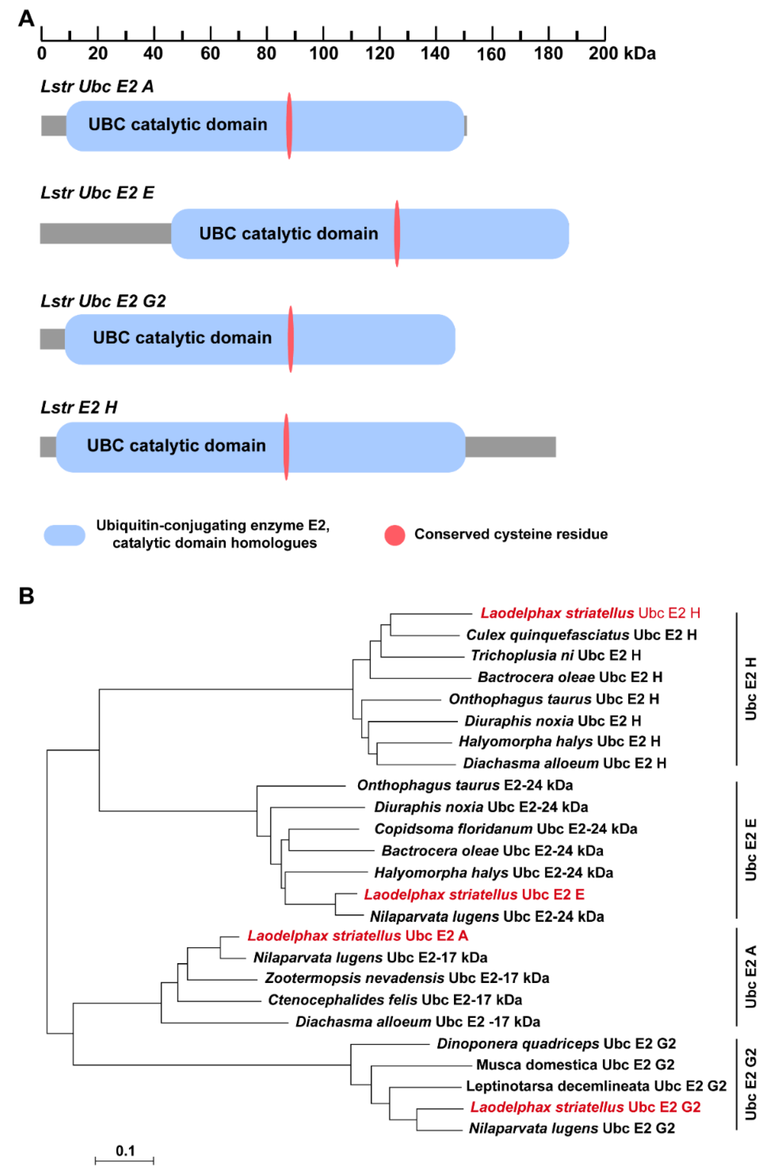 Viruses 12 00908 g002 Viruses 12 00908 g002