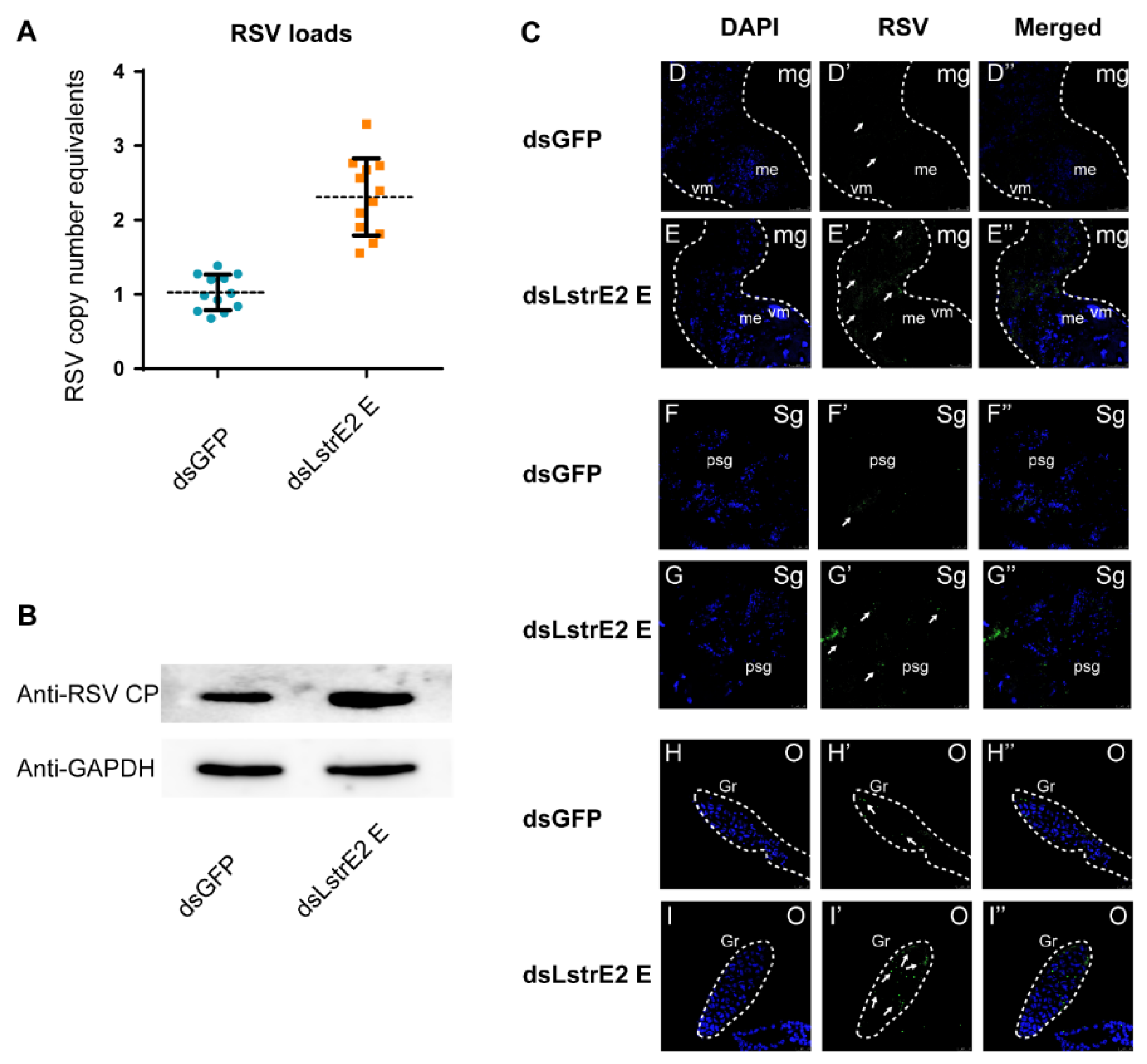 Viruses 12 00908 g007 Viruses 12 00908 g007