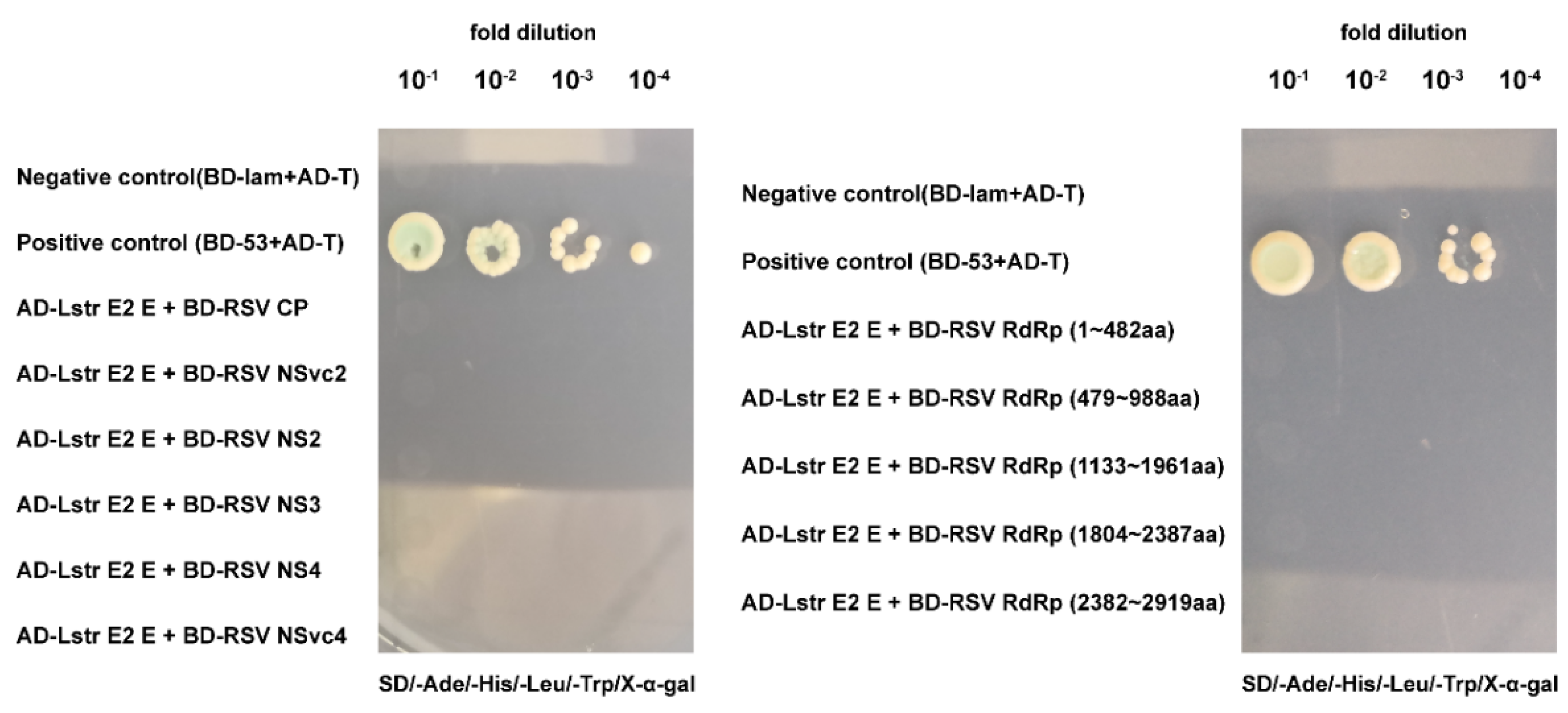 Viruses 12 00908 g008 Viruses 12 00908 g008
