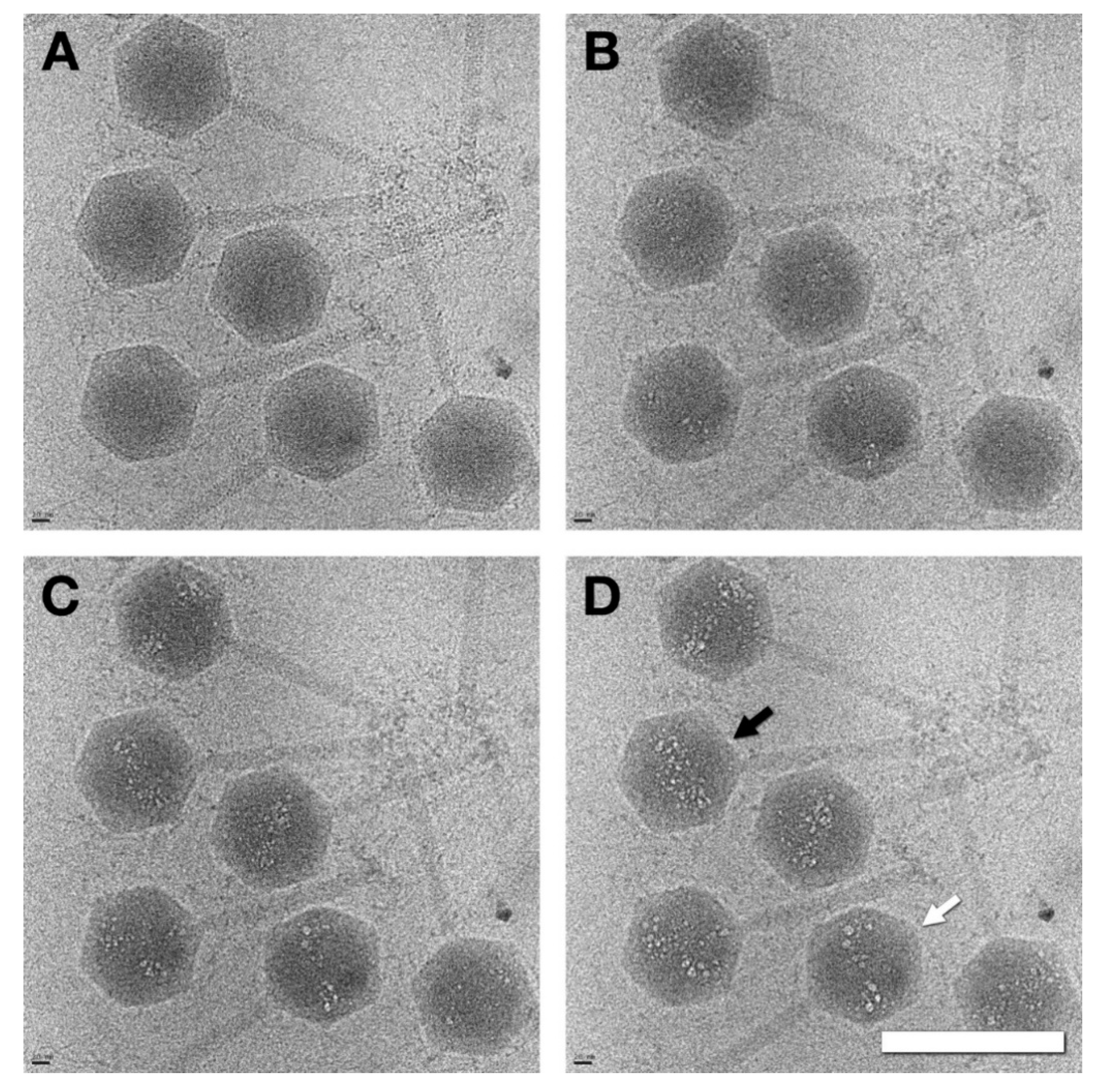Viruses 12 00910 g002