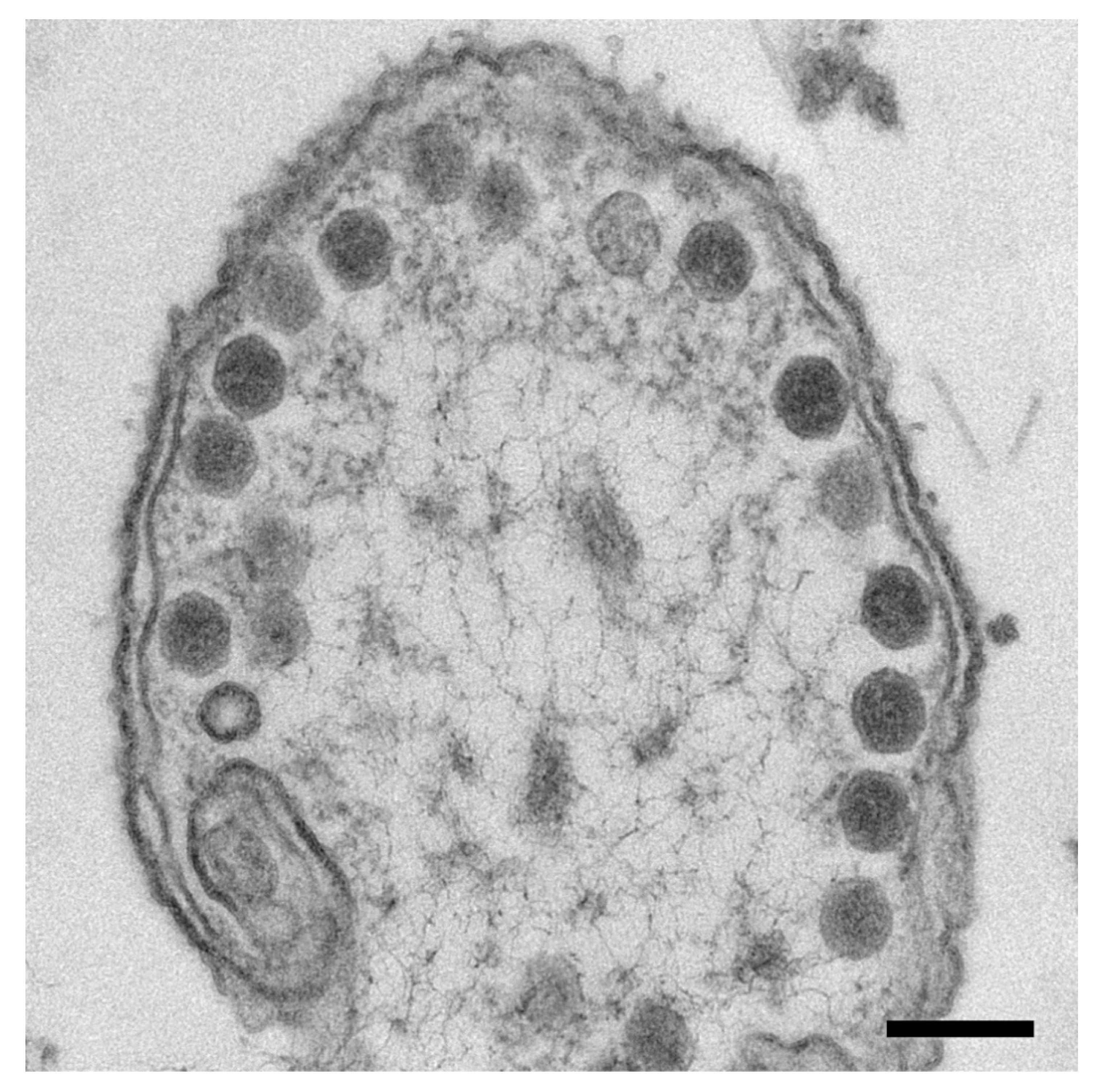 Viruses 12 00910 g003