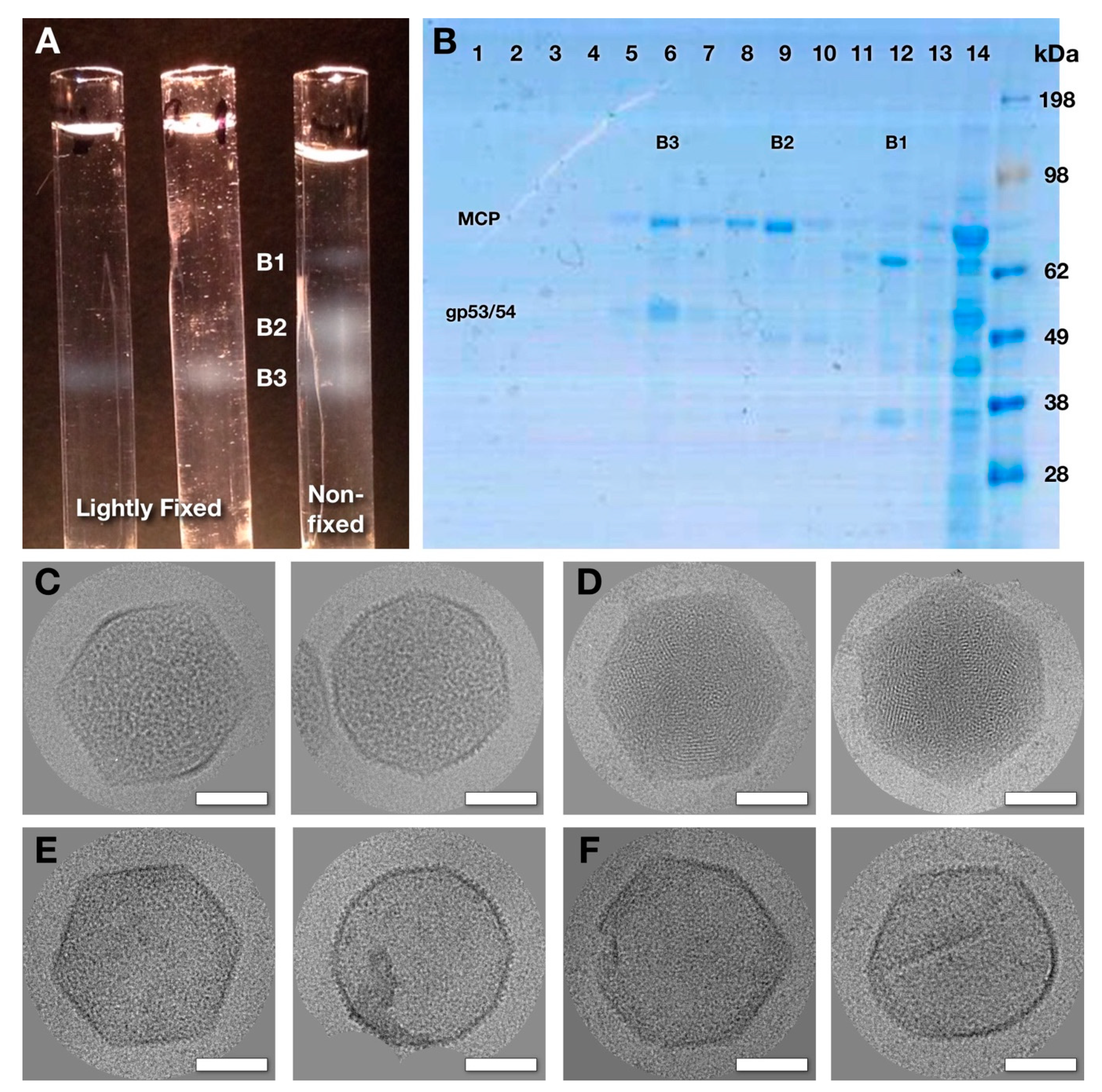 Viruses 12 00910 g004